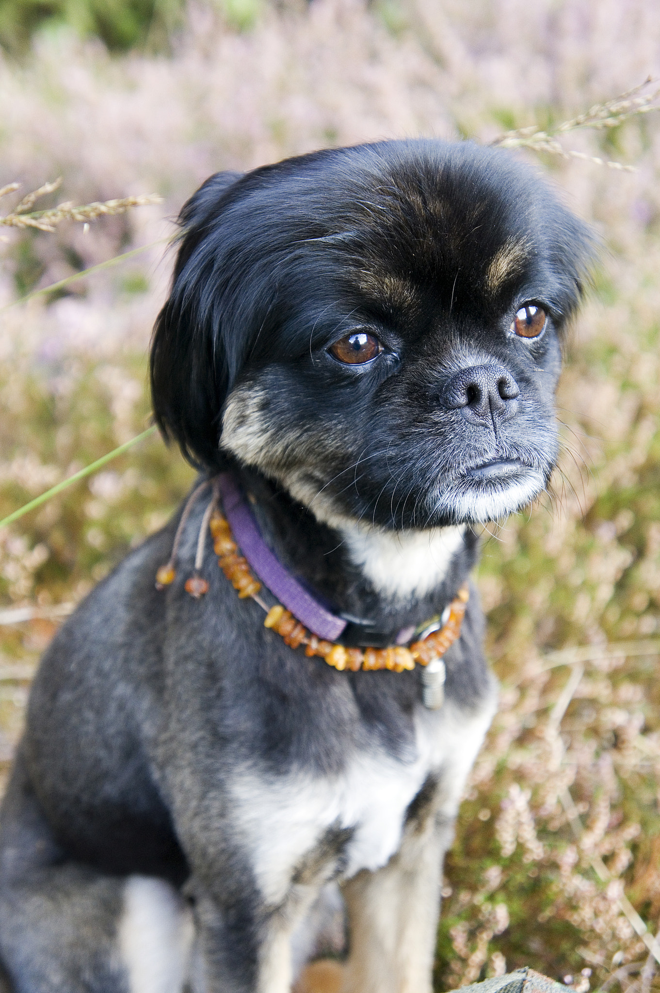 Sony Alpha NEX-5R + Sony E 18-55mm F3.5-5.6 OSS sample photo. Beautiful-lila photography