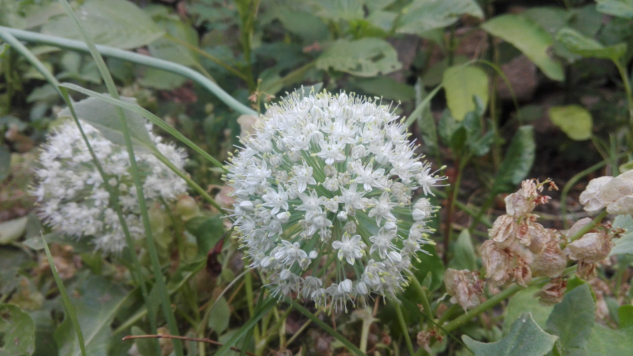 HUAWEI CHM-U01 sample photo. Flower_rac4 photography
