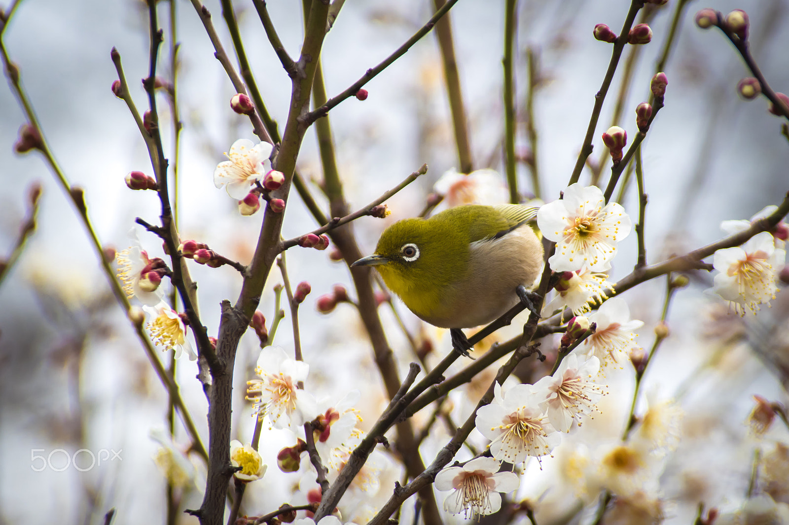 Pentax K-S2 sample photo. Japanese white-eye photography