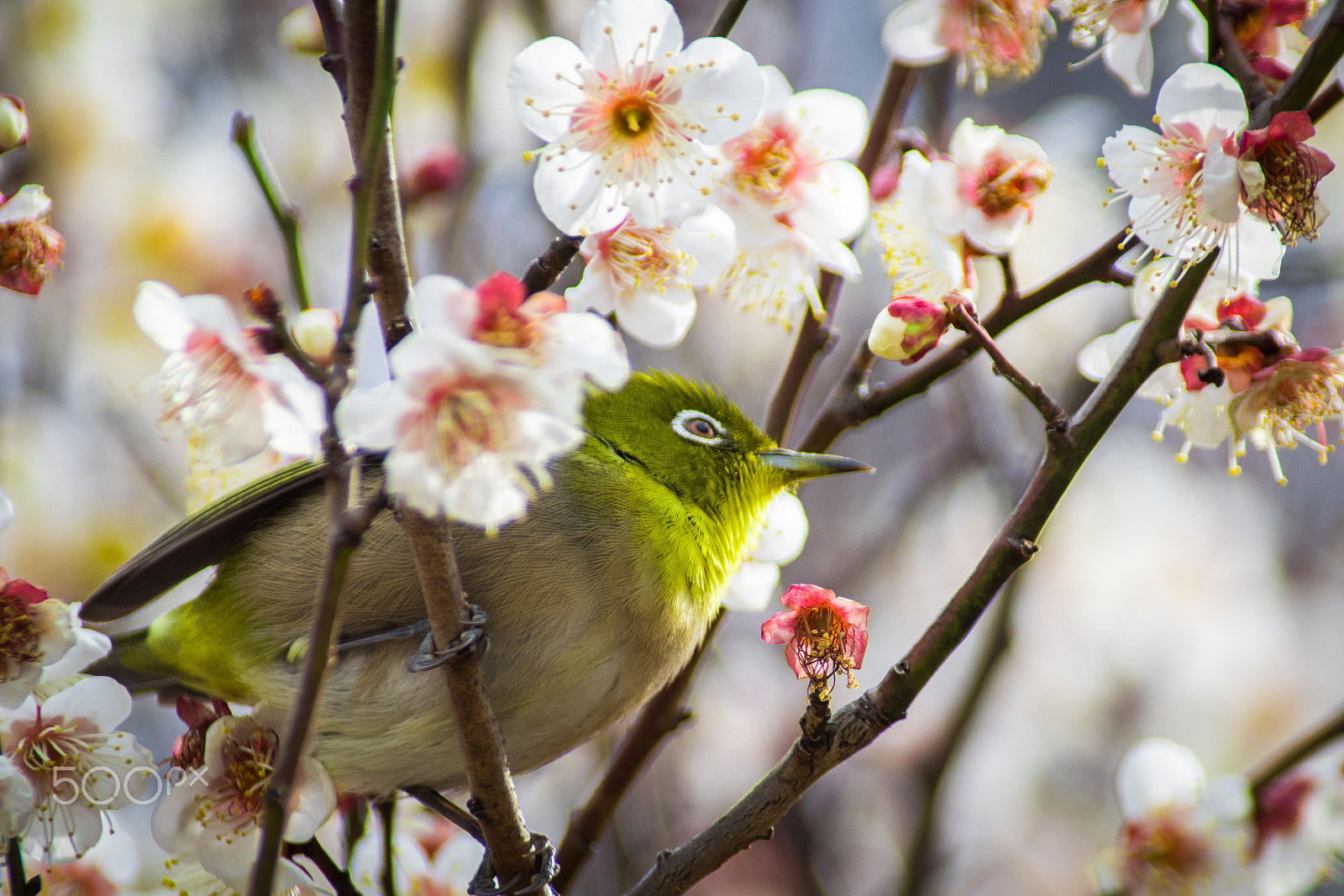 Pentax K-S2 sample photo. Japanese white-eye photography