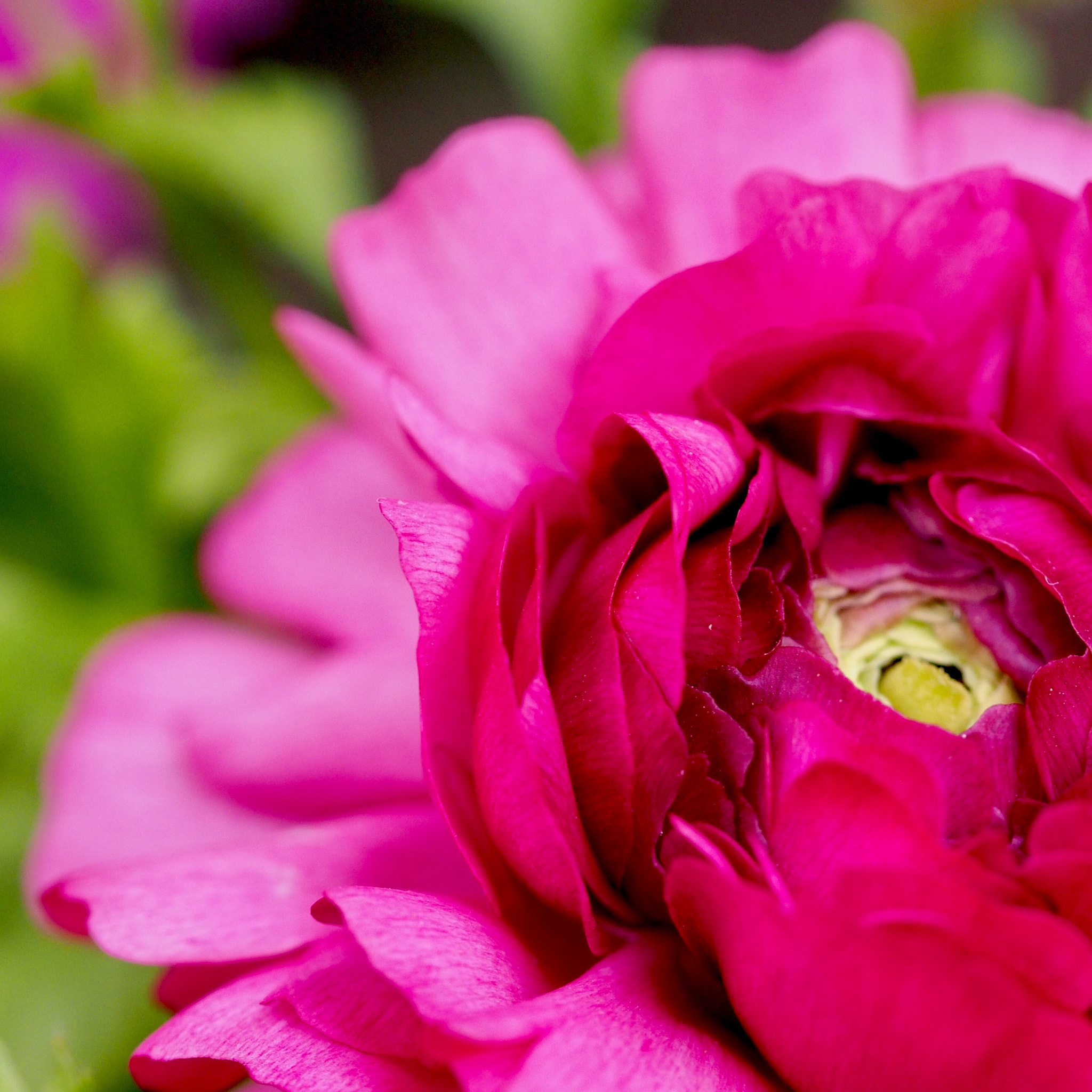 Olympus M.Zuiko Digital ED 60mm F2.8 Macro sample photo. Ranunculus photography