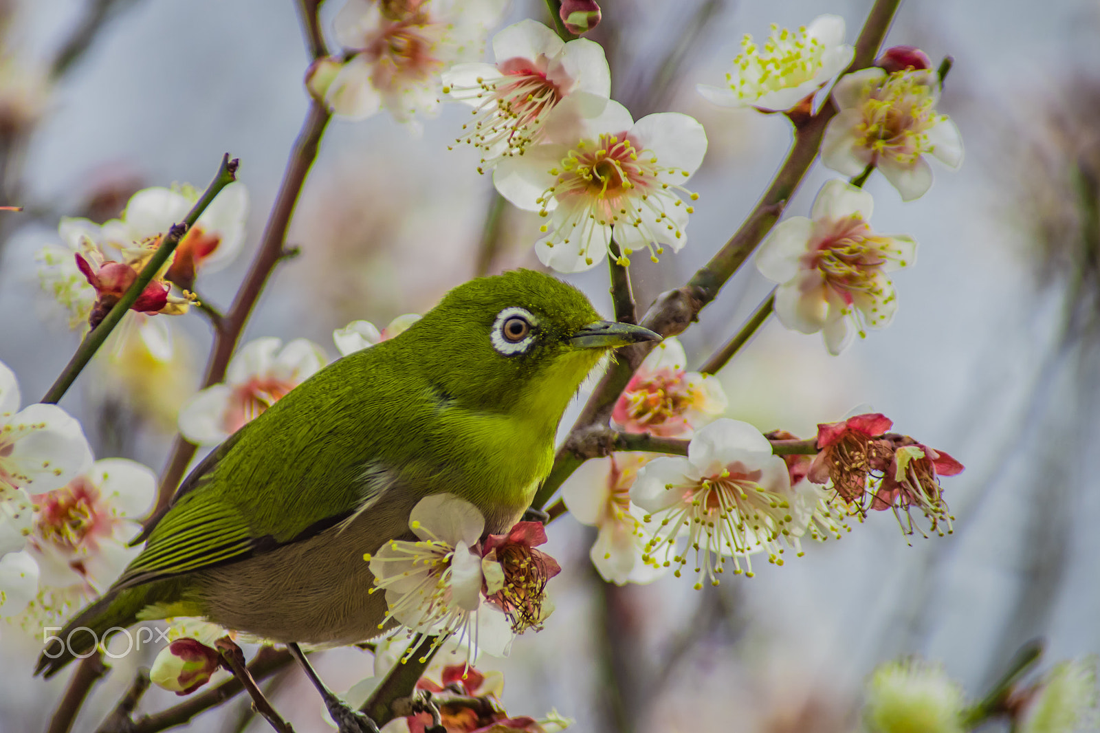 Pentax K-S2 sample photo. Japanese white-eye photography