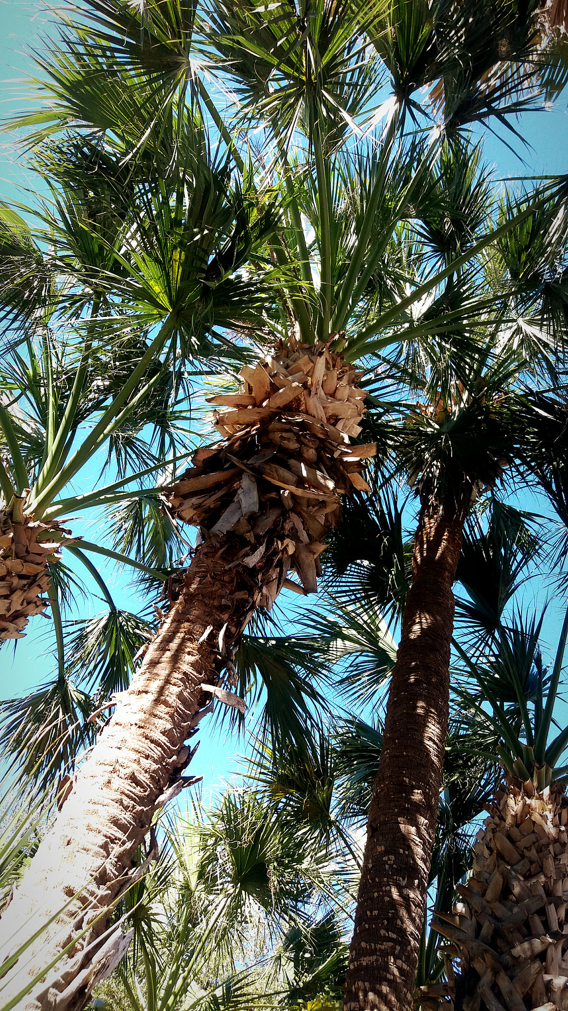 Samsung Galaxy J7(2015) sample photo. The palms photography