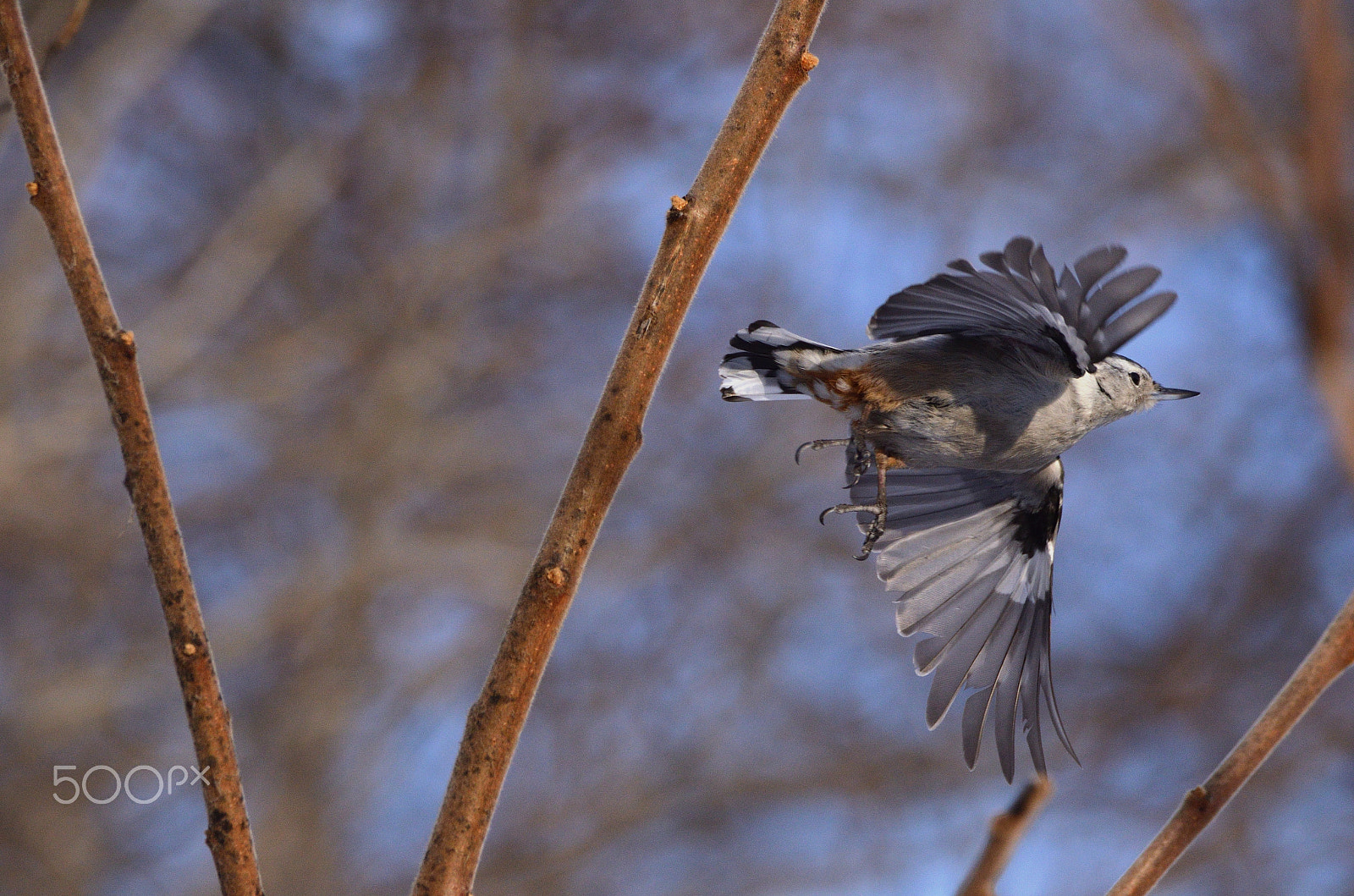 Sigma 150-600mm F5-6.3 DG OS HSM | C sample photo. White-breasted nuthatch photography