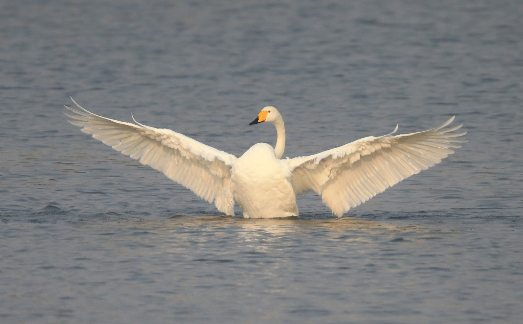 Canon EF 600mm F4L IS II USM sample photo. 1128 photography