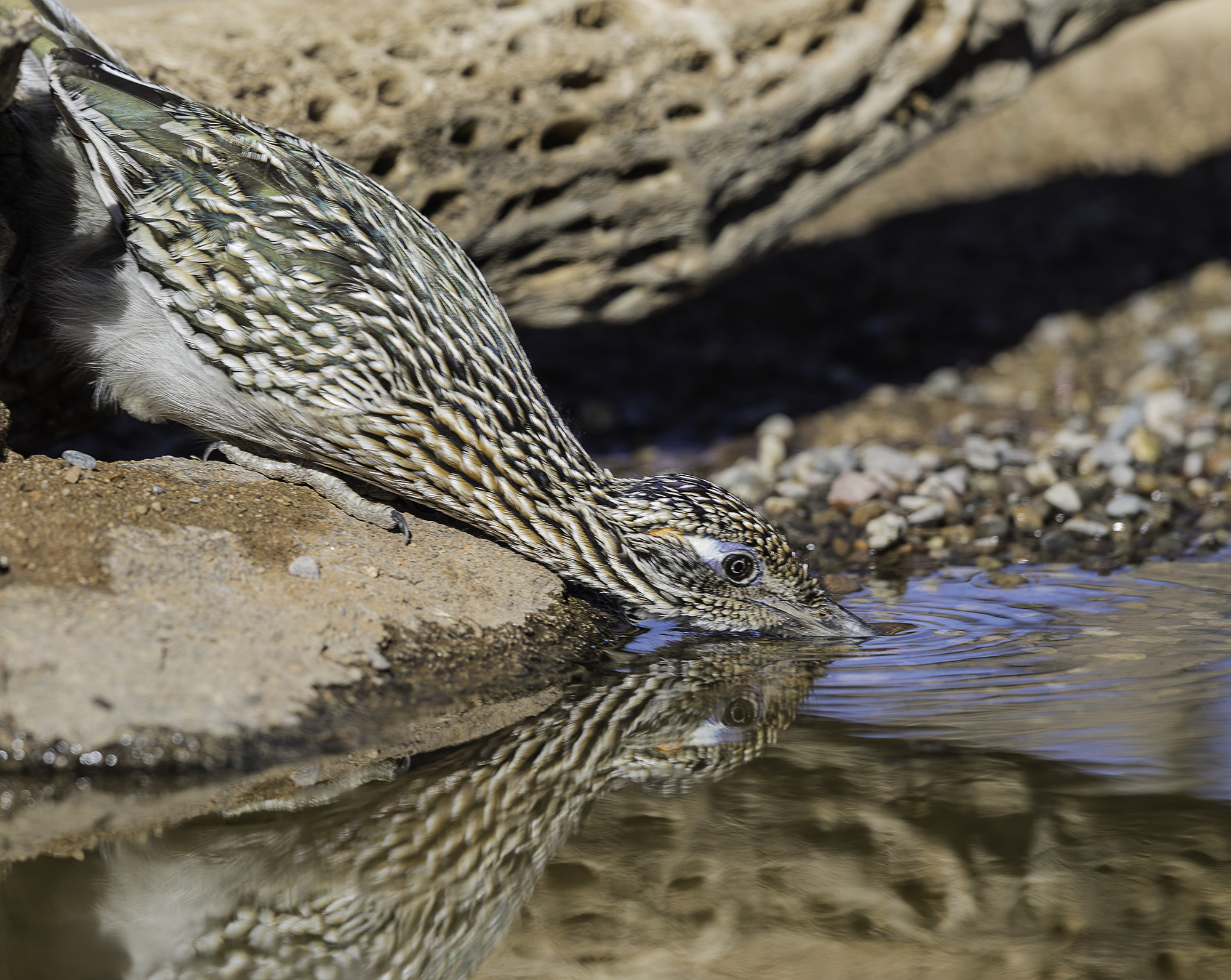 Canon EF 600mm F4L IS II USM sample photo. Roadrunner photography