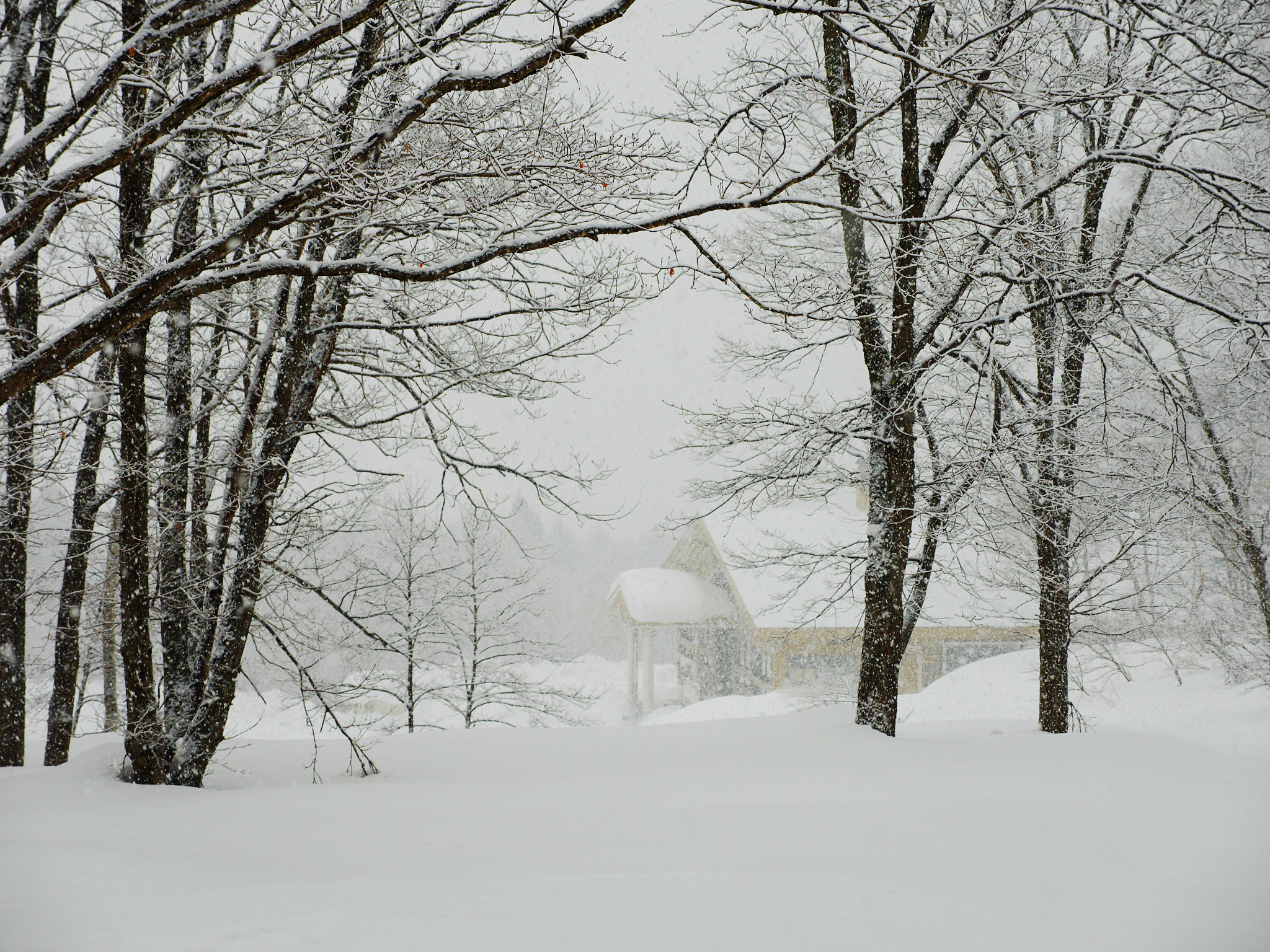 Panasonic Lumix DMC-GX8 sample photo. Myoko snow photography