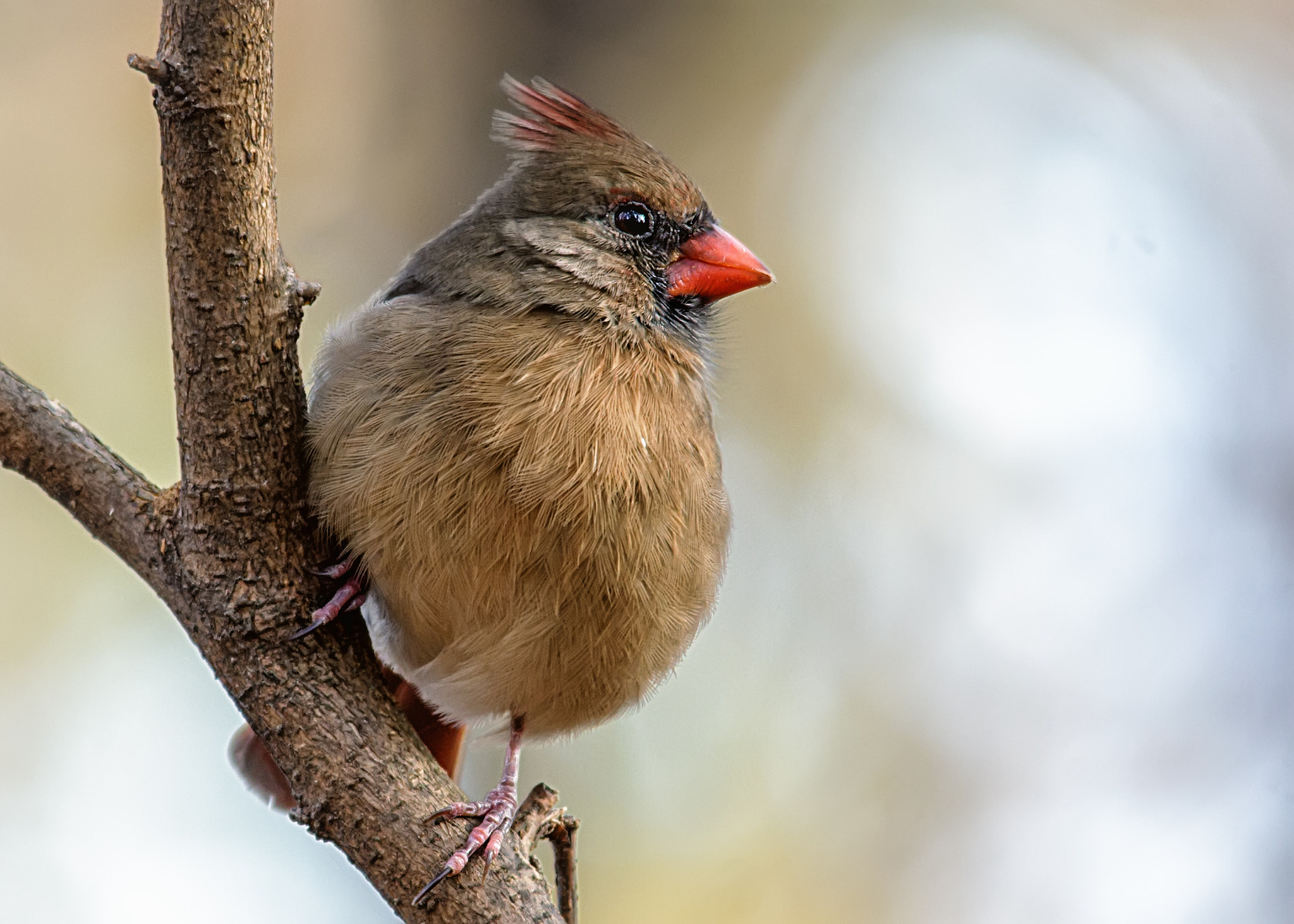 Canon EOS 60D + Sigma 150-500mm F5-6.3 DG OS HSM sample photo. Cardinal photography