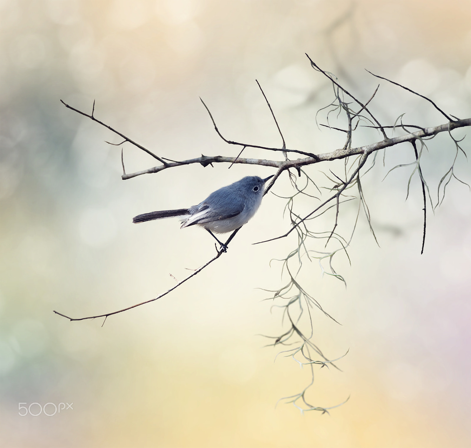 Nikon D800 sample photo. Blue-gray gnatcatcher photography