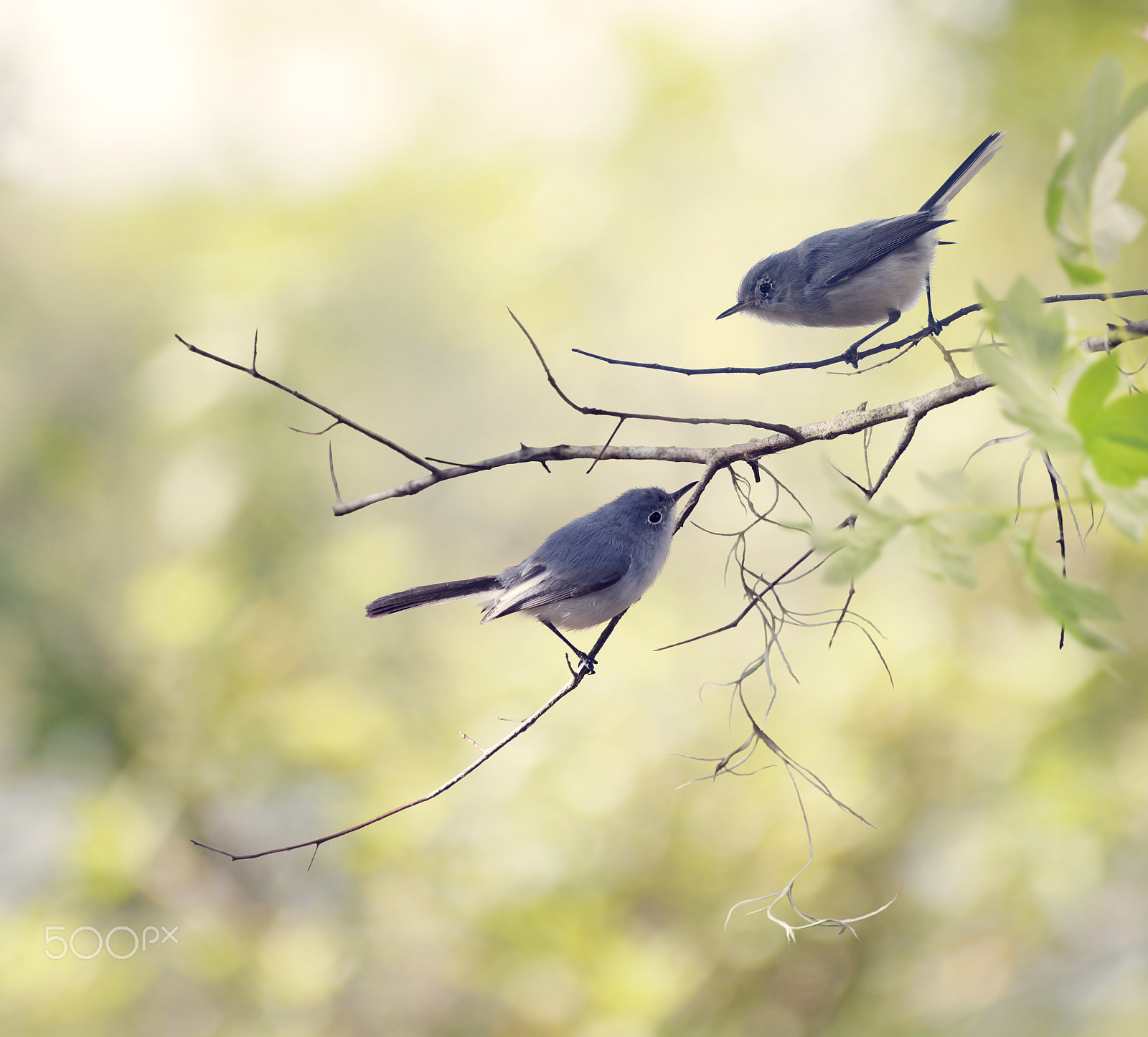 Nikon D800 + Nikon AF-S Nikkor 300mm F4D ED-IF sample photo. Blue-gray gnatcatchers photography