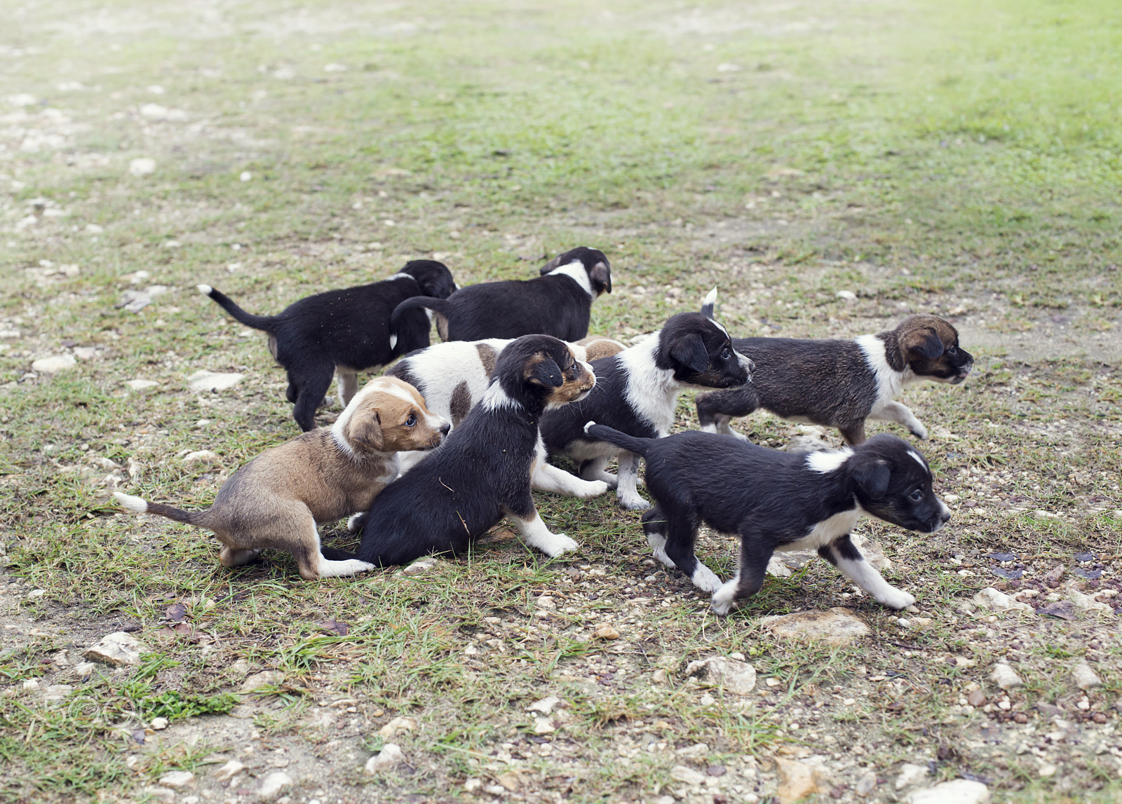 Nikon D800 + Nikon AF Nikkor 50mm F1.4D sample photo. Street puppies walking photography