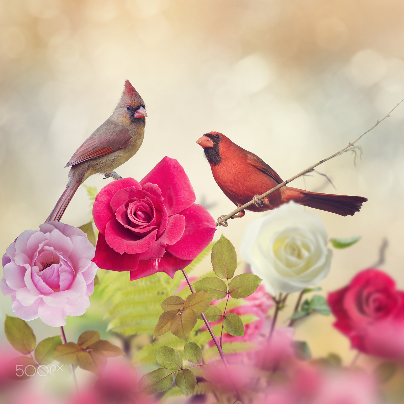 Nikon D800 sample photo. Male and female northern cardinals photography