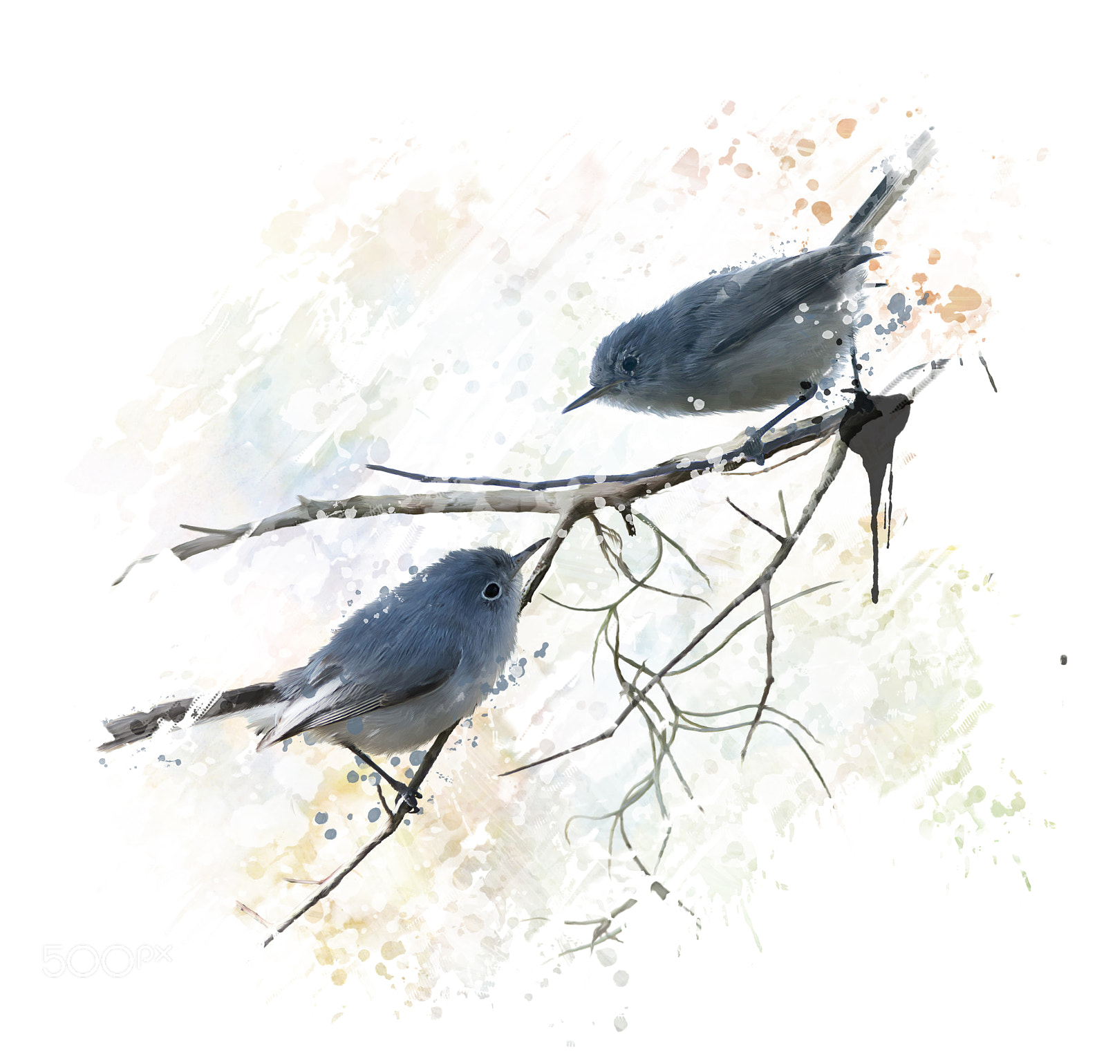 Nikon D800 + Nikon AF-S Nikkor 300mm F4D ED-IF sample photo. Blue-gray gnatcatchers watercolor photography