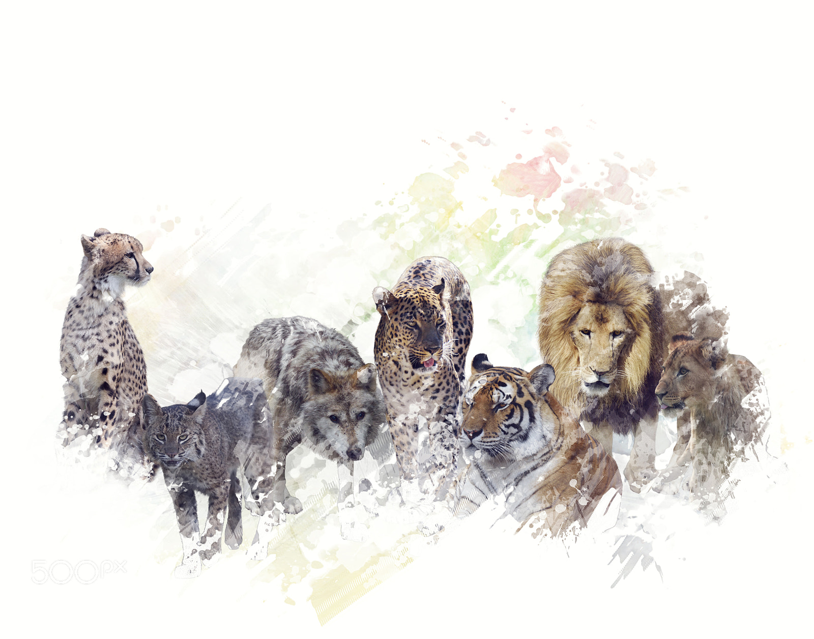 Nikon D800 sample photo. Wild animals watercolor photography