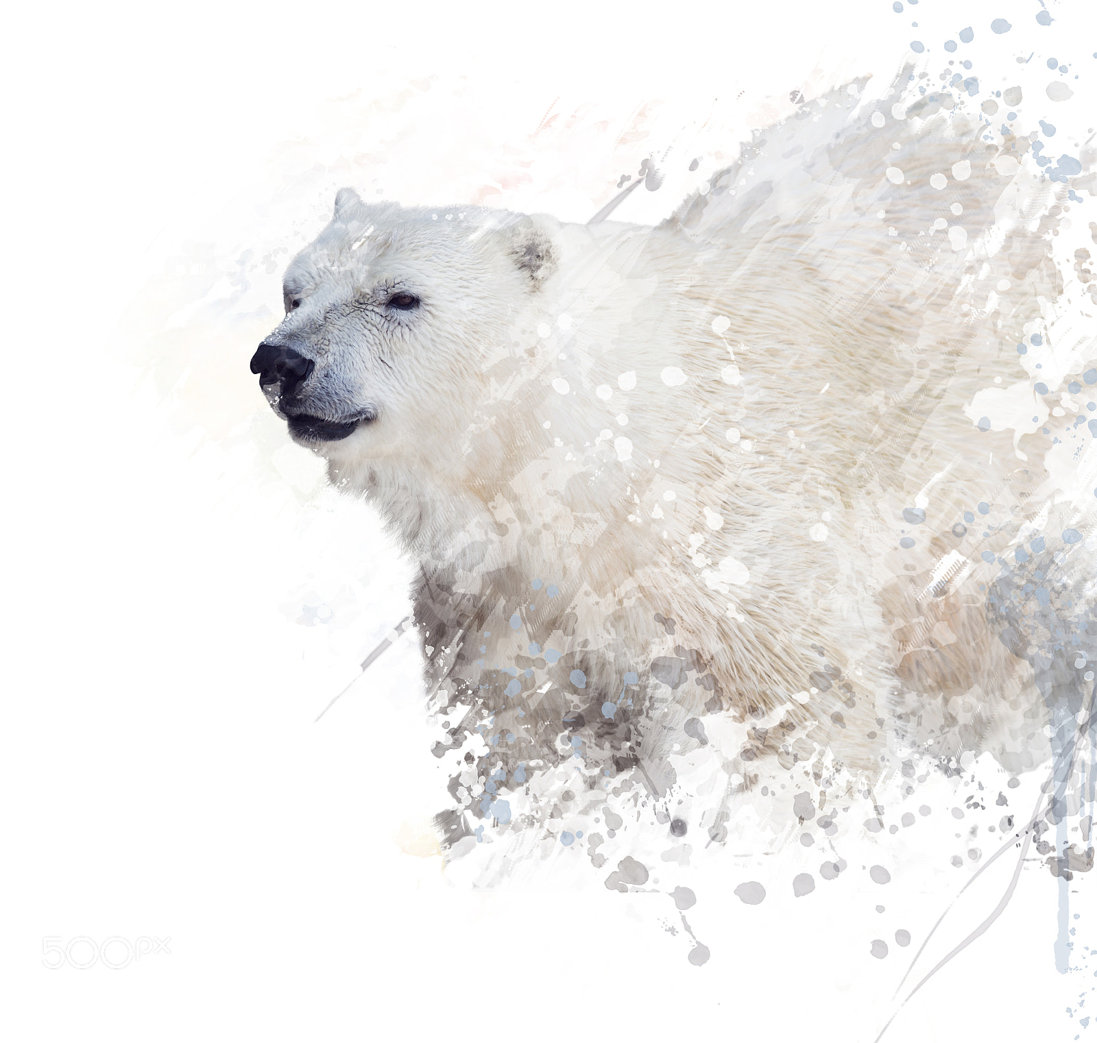 Nikon D800 sample photo. Polar bear watercolor photography