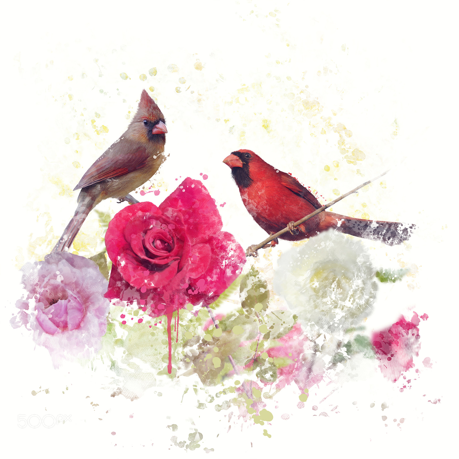 Nikon D800 sample photo. Male and female northern cardinals watercolor photography