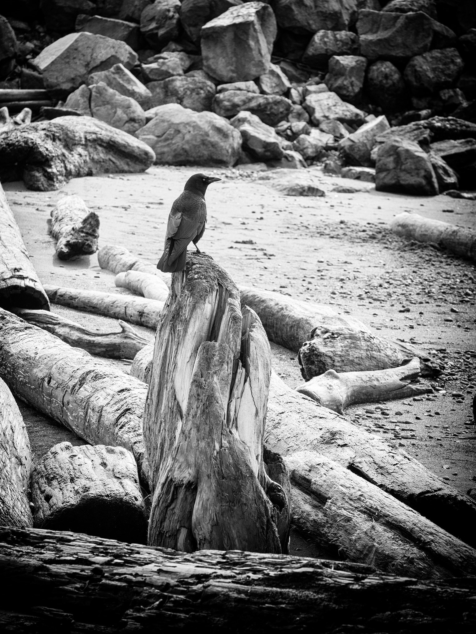 Panasonic Lumix G X Vario 35-100mm F2.8 OIS sample photo. Crow on driftwood photography