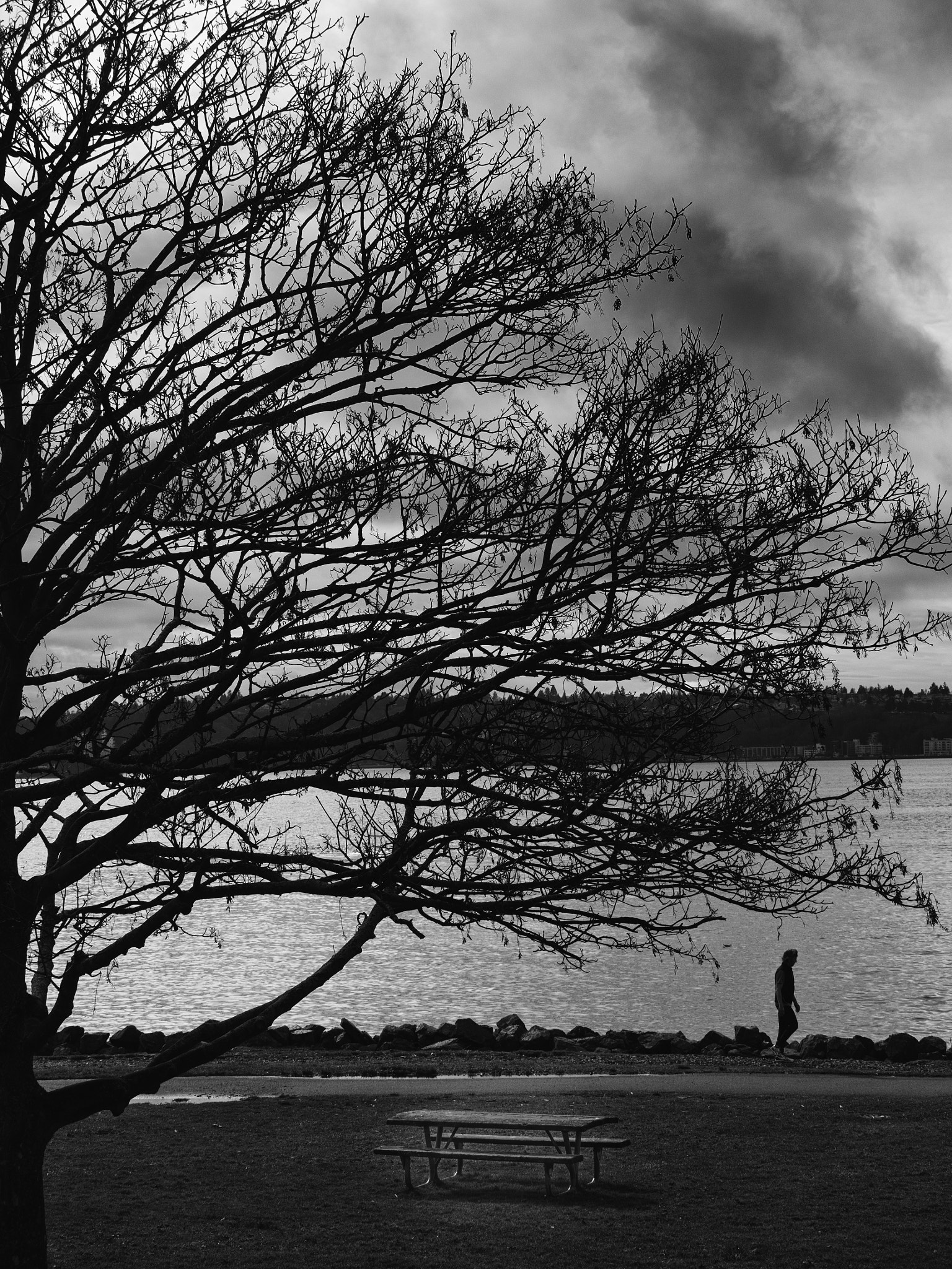 Panasonic Lumix G X Vario 35-100mm F2.8 OIS sample photo. Tree on the sound photography
