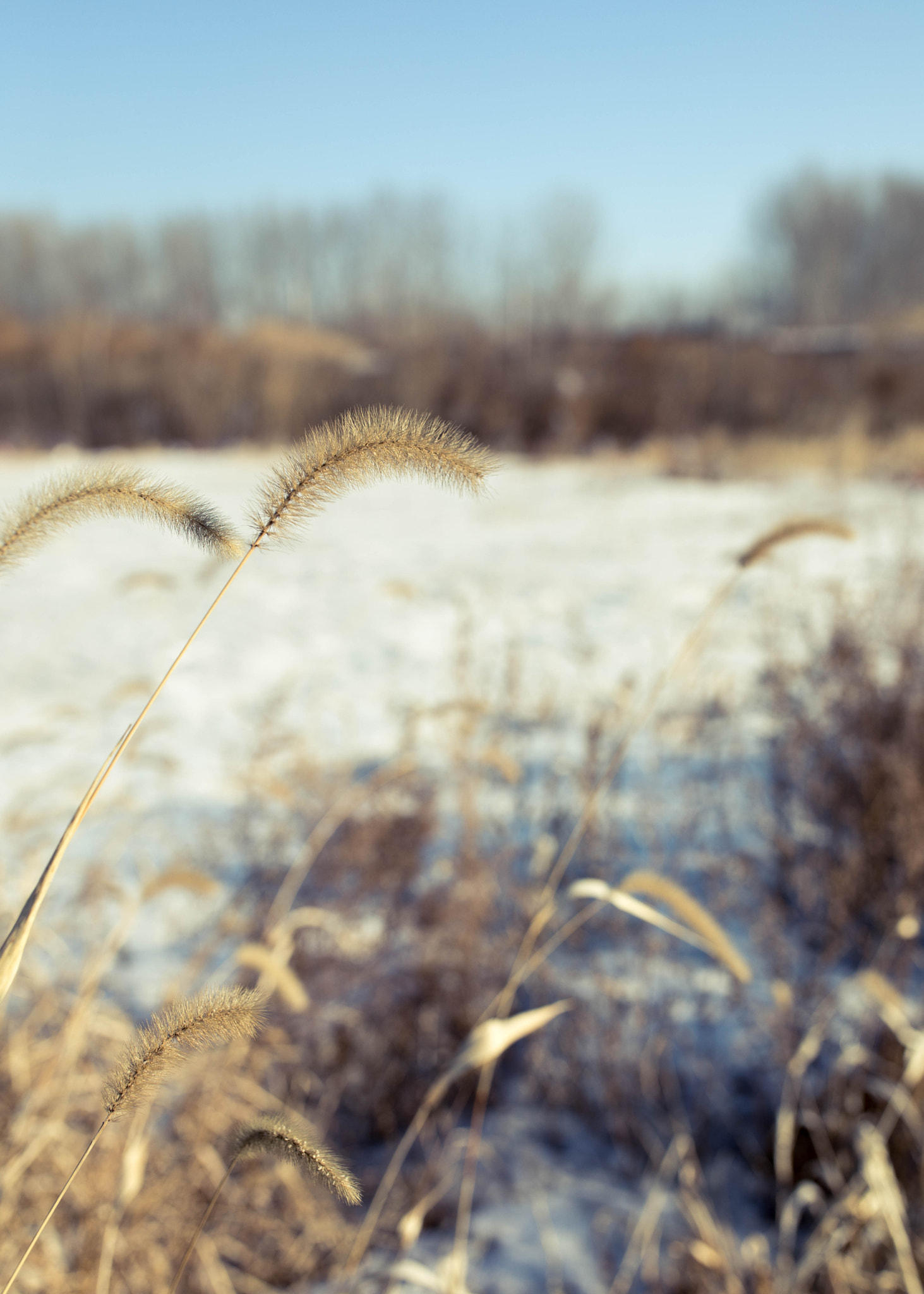 Canon EF 35mm F1.4L II USM sample photo. 狗尾巴草，foxtail grass photography