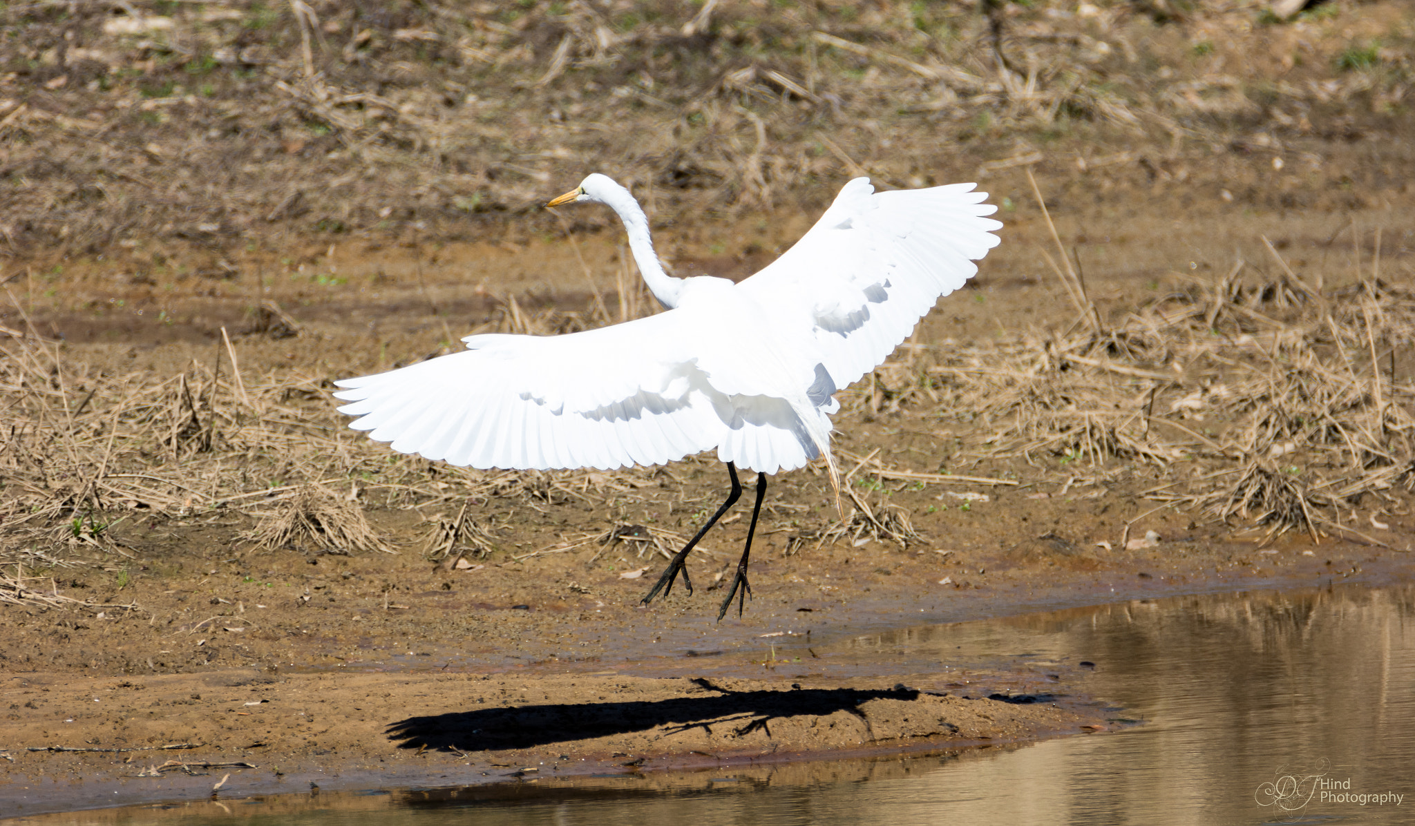 Nikon D5200 + Tamron SP 150-600mm F5-6.3 Di VC USD sample photo. The egret has landed photography