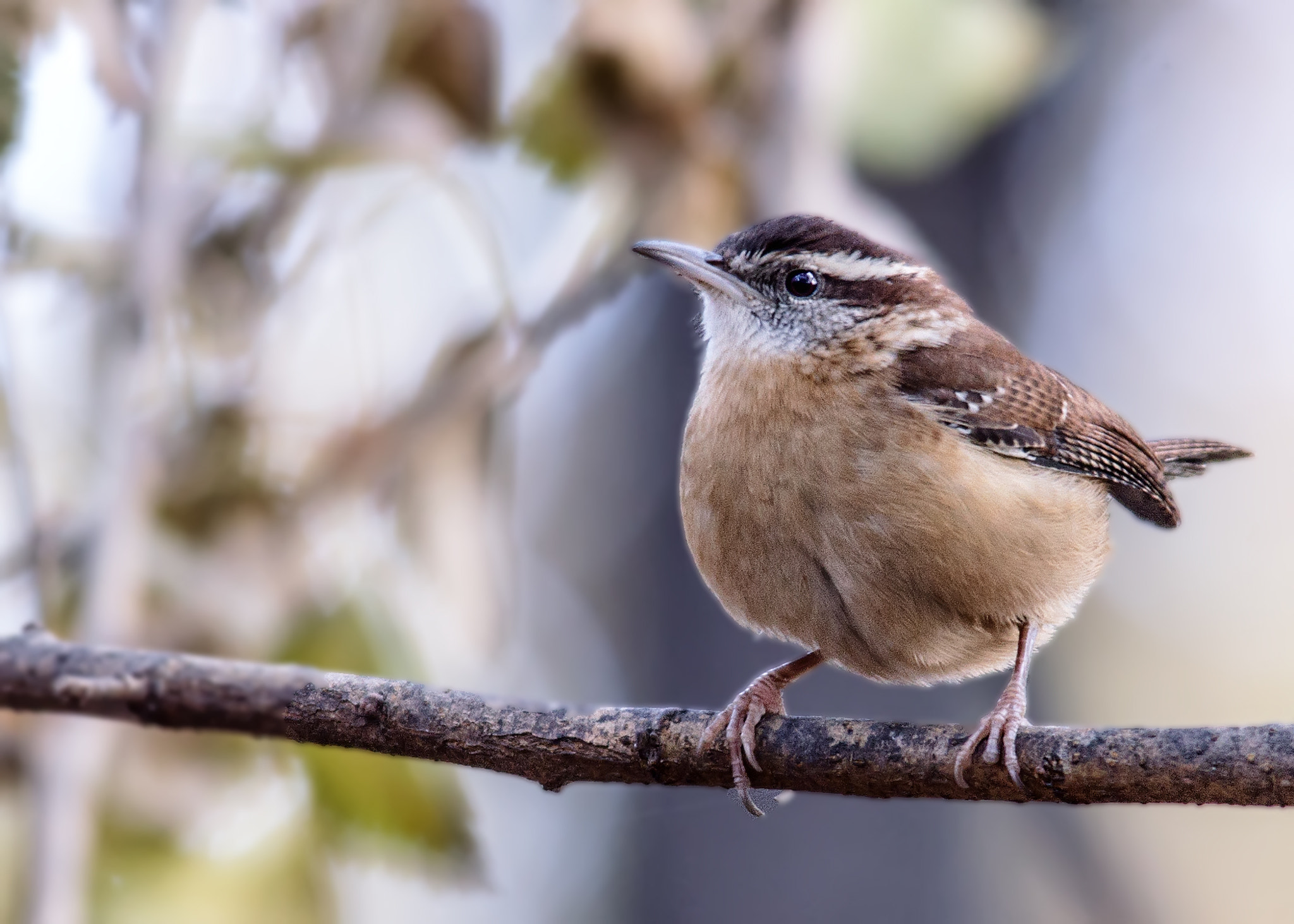 Canon EOS 60D + Sigma 150-500mm F5-6.3 DG OS HSM sample photo. Wren photography