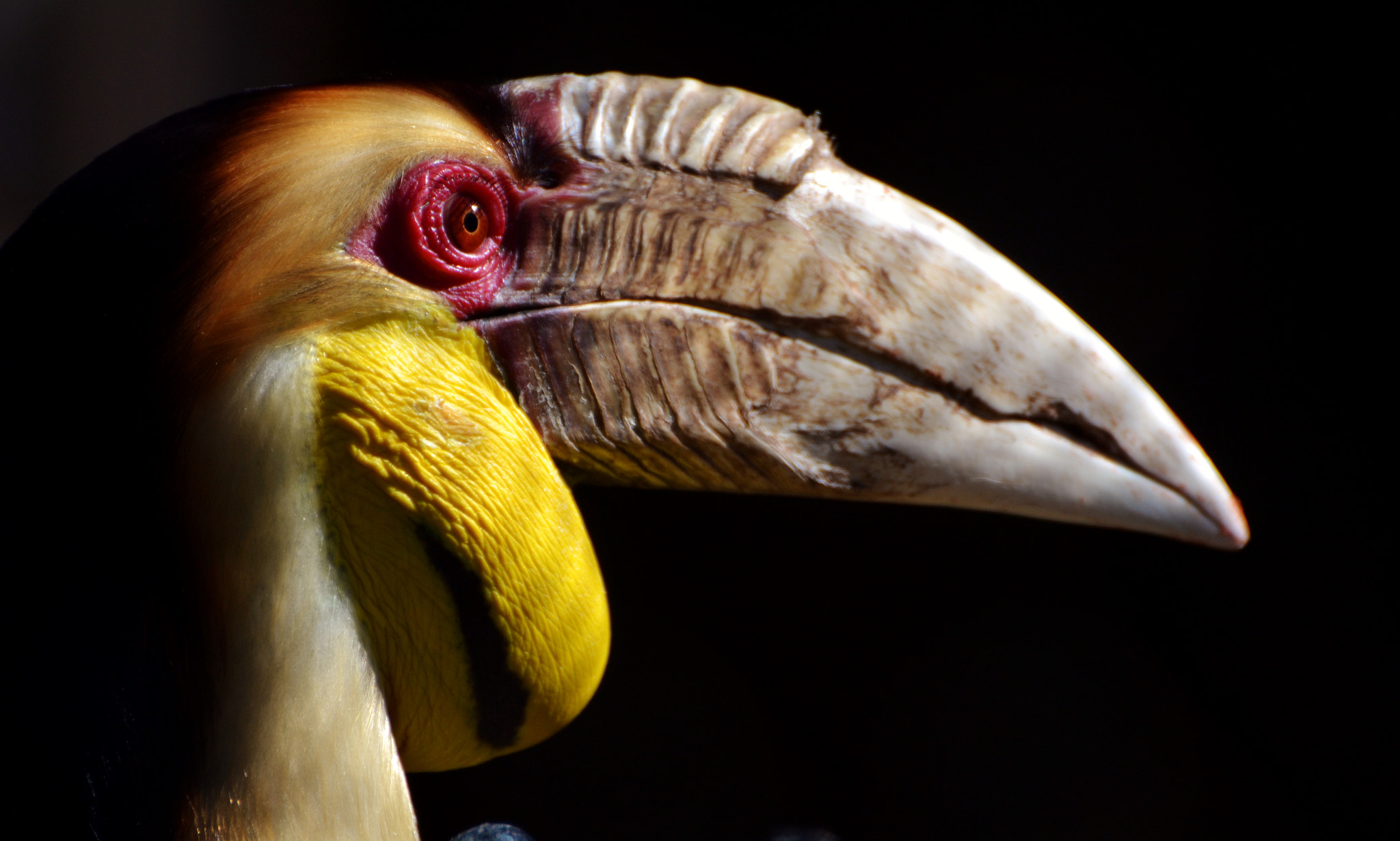 Nikon D3100 sample photo. Wreathed hornbill (rhyticeros undulatus) photography
