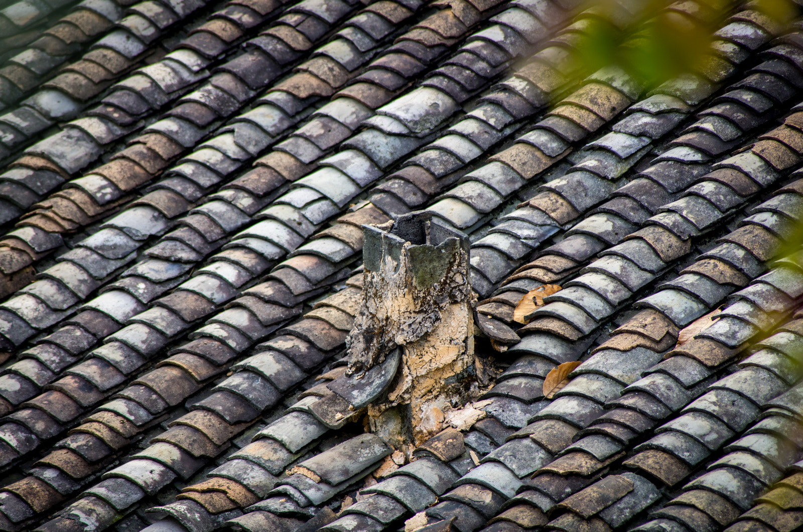 Pentax smc DA 55-300mm F4.0-5.8 ED sample photo