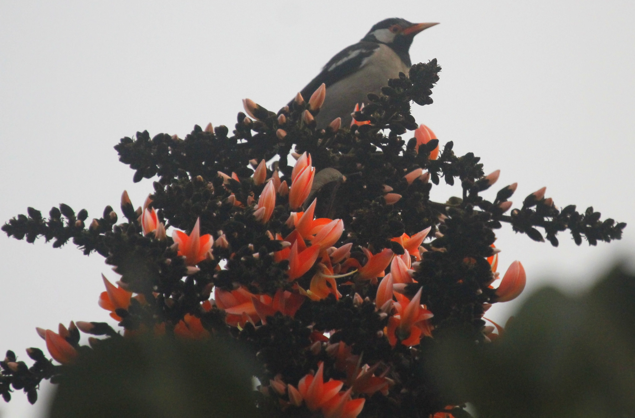 Canon EF 100-400mm F4.5-5.6L IS USM sample photo. Pied starling (গোশালিক) photography