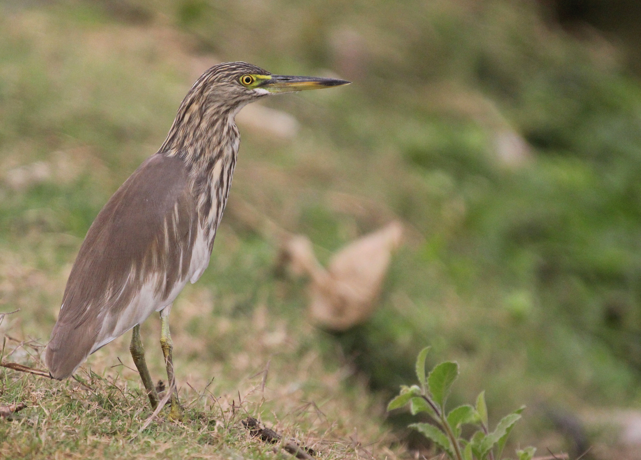 Canon EOS 550D (EOS Rebel T2i / EOS Kiss X4) + Canon EF 100-400mm F4.5-5.6L IS USM sample photo. Pond heron (কোঁচবক) photography
