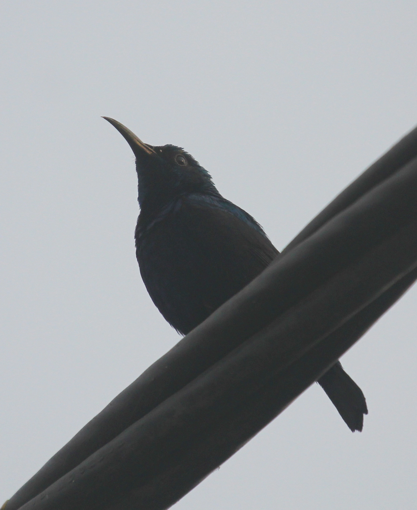Canon EF 100-400mm F4.5-5.6L IS USM sample photo. Purple sunbird (male) মৌটুসী photography