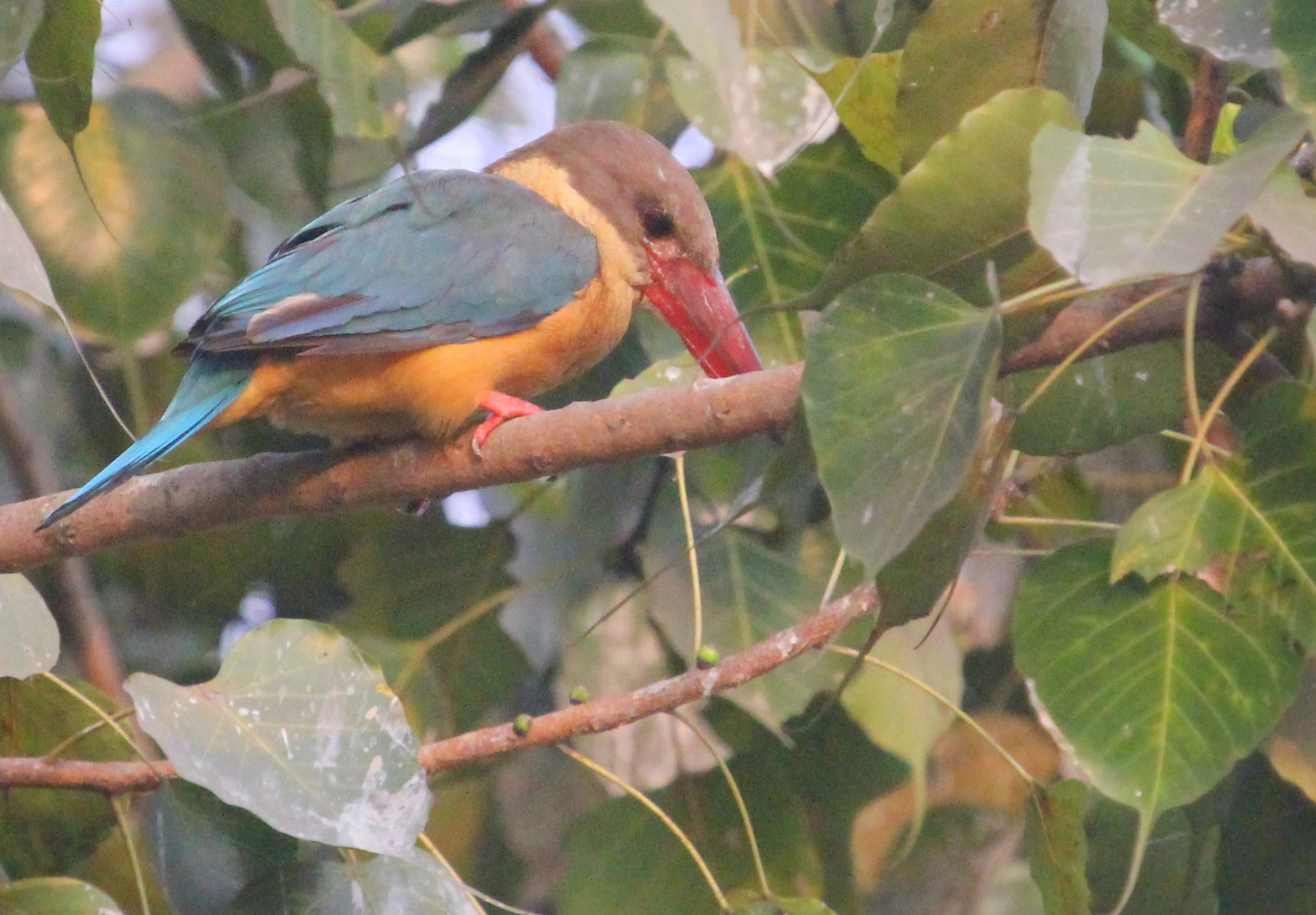 Canon EF 100-400mm F4.5-5.6L IS USM sample photo. Stork billed kingfisher (গুরিয়াল) photography