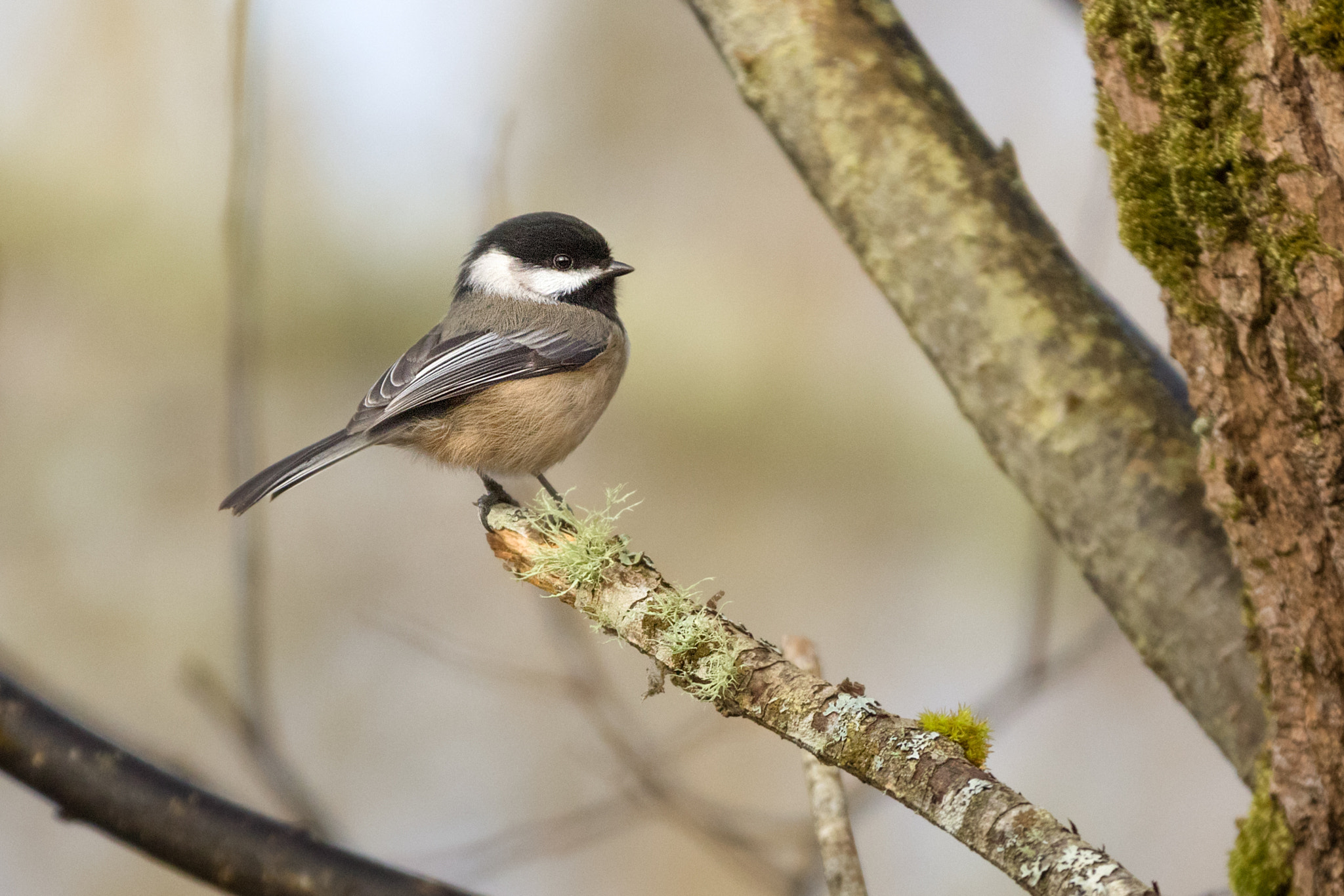 Canon EOS 7D Mark II + Canon EF 70-200mm F2.8L IS II USM sample photo. Black-capped chickadee photography