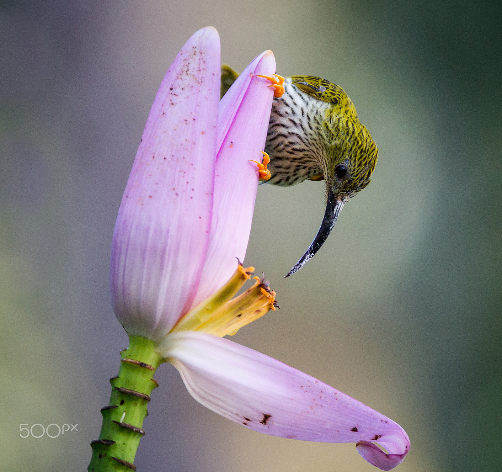 Canon EF 600mm f/4L IS sample photo. Streaked spiderhunter photography