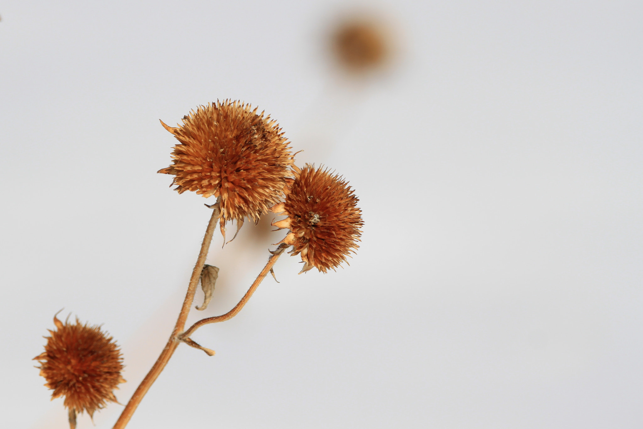 150-600mm F5-6.3 DG OS HSM | Contemporary 015 sample photo. Winter sunflower photography