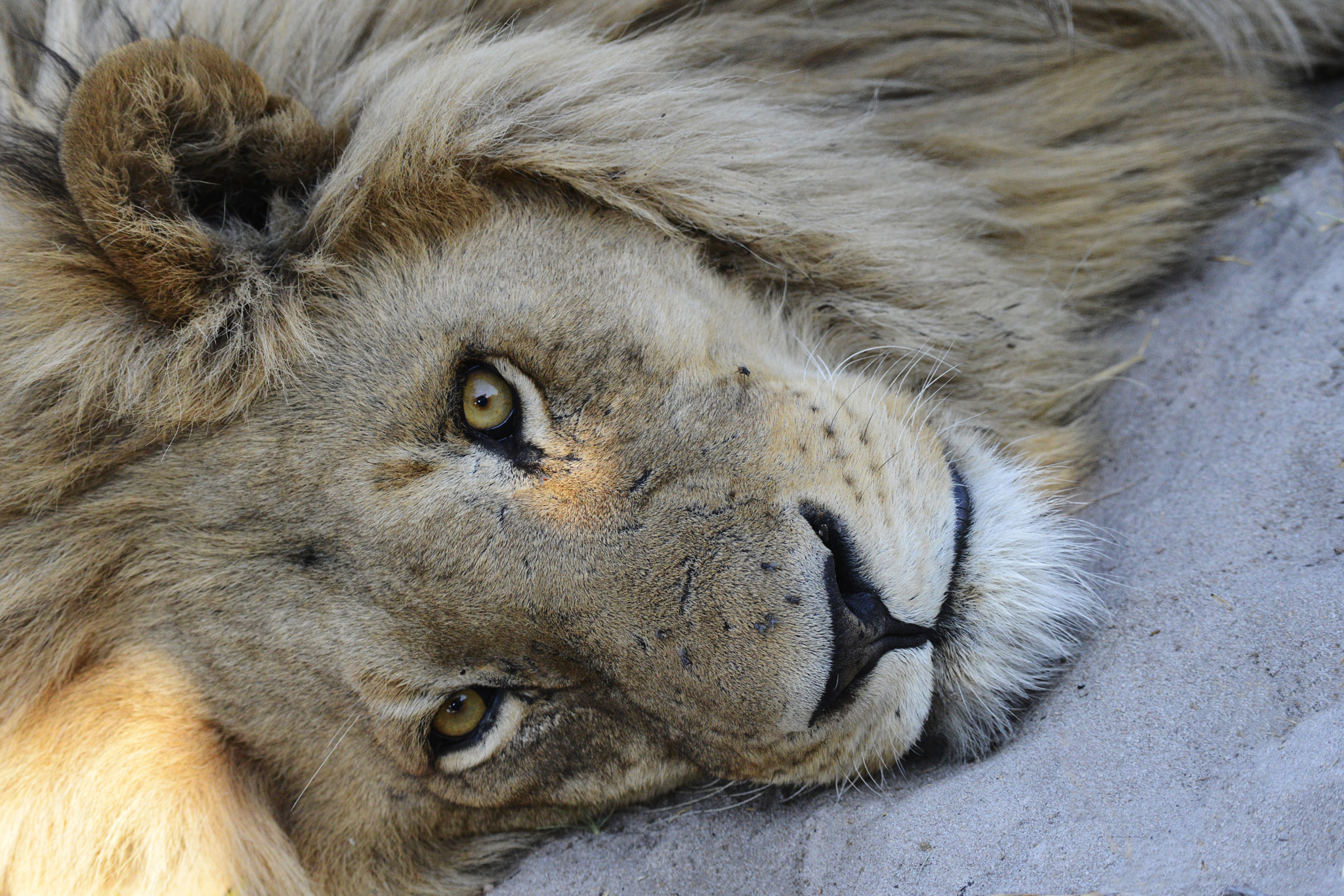 Nikon AF-S Nikkor 200-500mm F5.6E ED VR sample photo. Thanks, i'm not hungry photography