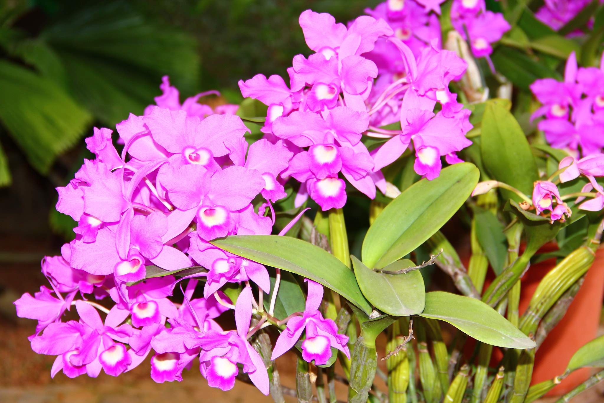 Canon EOS 550D (EOS Rebel T2i / EOS Kiss X4) sample photo. Guarias photography