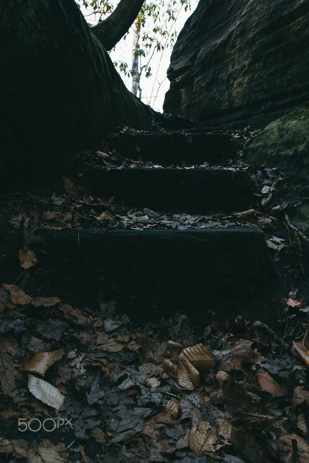 Canon EOS 60D + Canon EF 17-40mm F4L USM sample photo. Nature's path photography