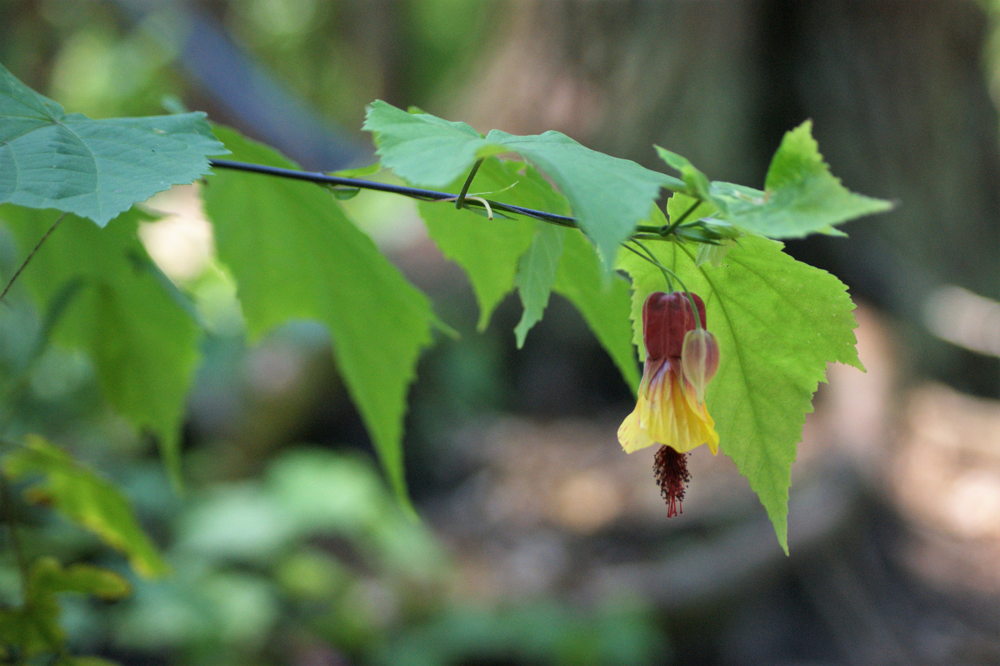 Sony Alpha DSLR-A390 sample photo. Flowers 58 photography