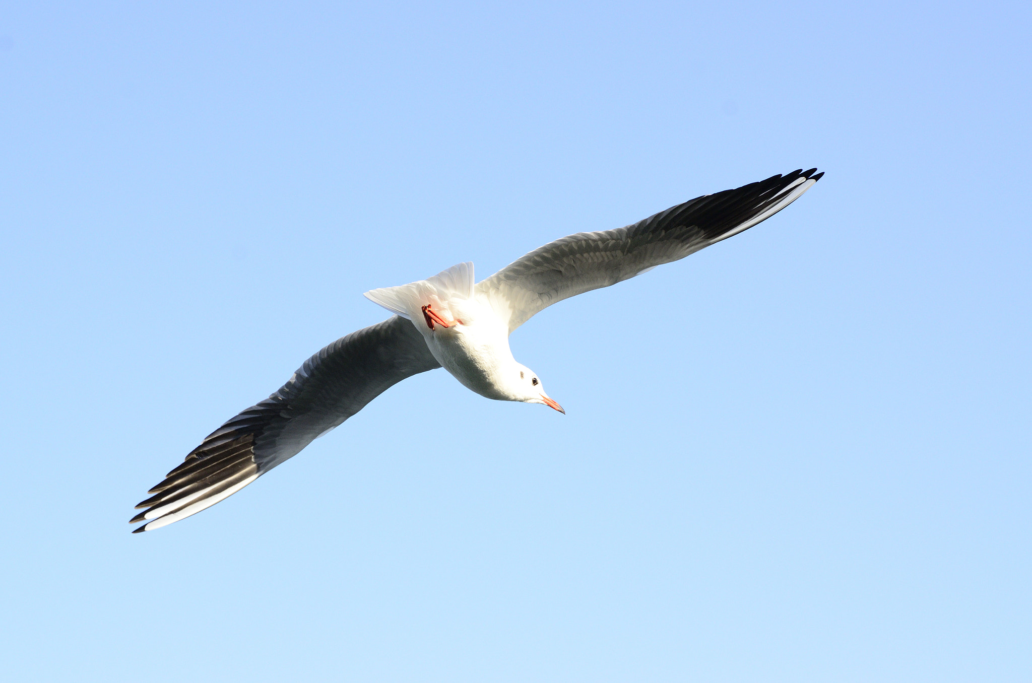 Nikon D7000 + Nikon AF-S Nikkor 85mm F1.8G sample photo. Gull in the sky photography