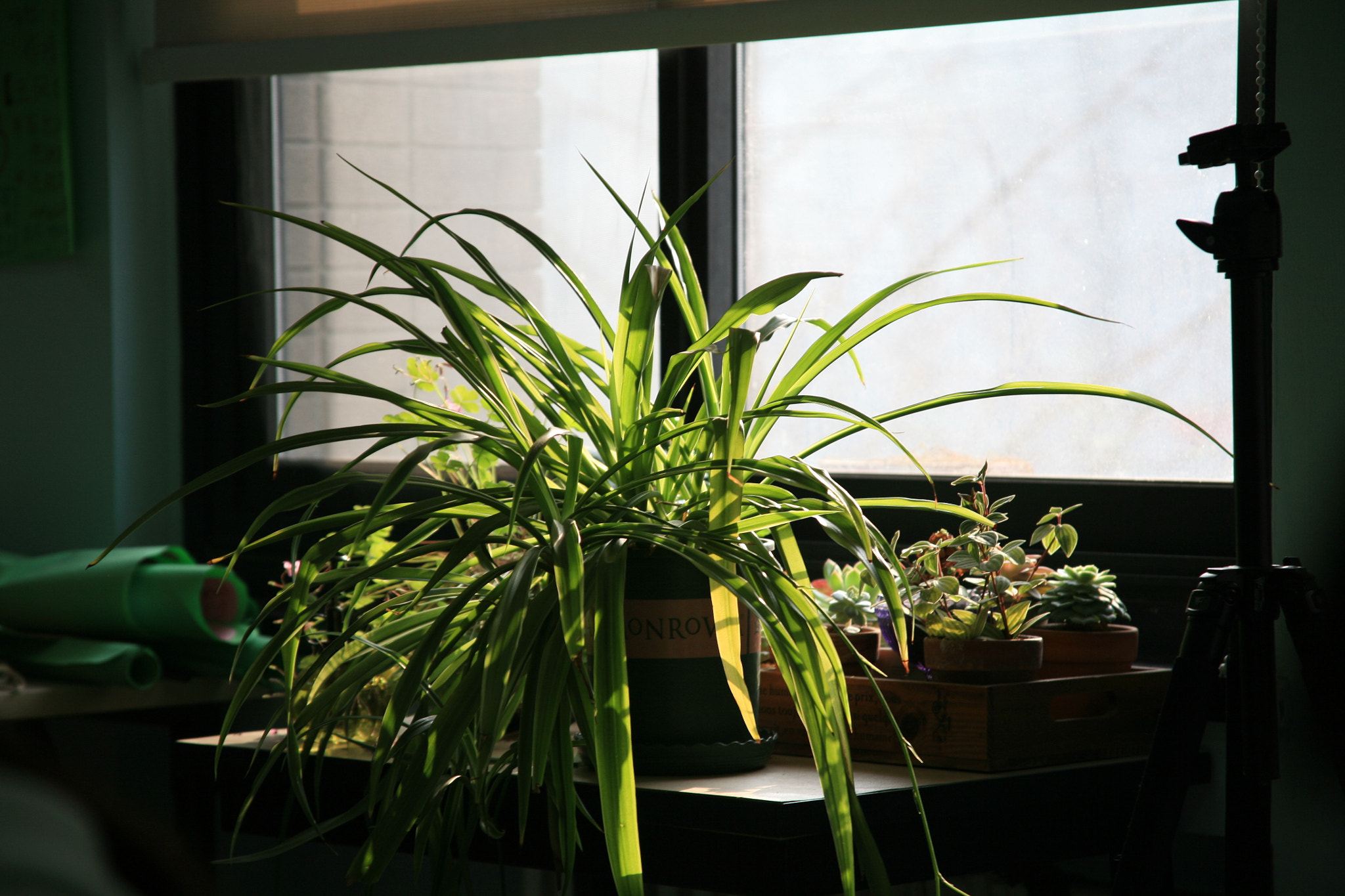 Canon EOS 5D + Canon EF 28-135mm F3.5-5.6 IS USM sample photo. Green plant photography