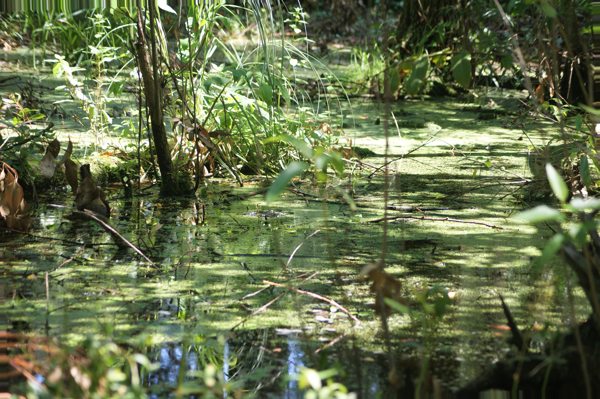 Sony Alpha DSLR-A390 + Sony DT 55-200mm F4-5.6 SAM sample photo. Wetland 1 photography