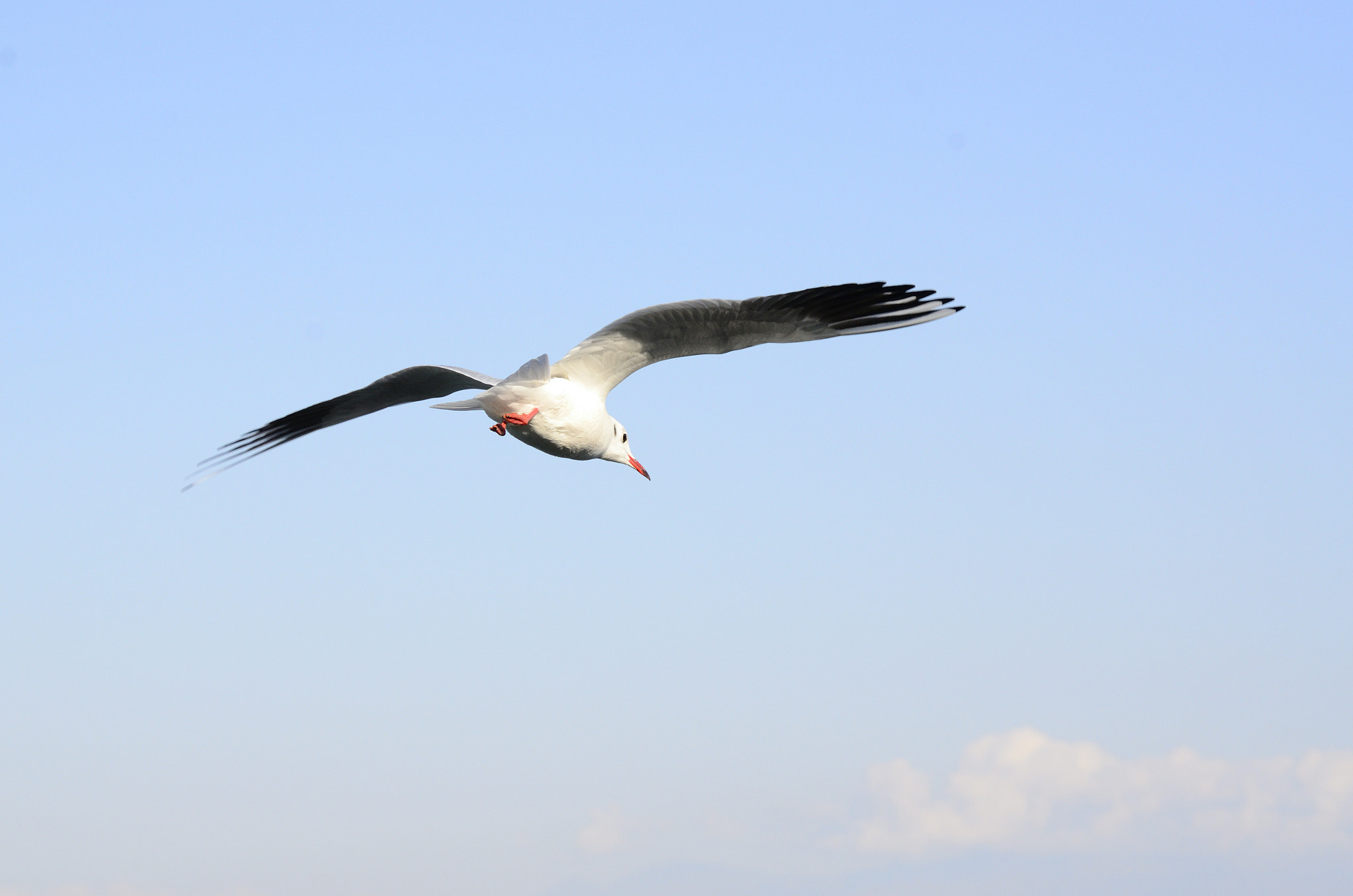 Nikon D7000 + Nikon AF-S Nikkor 85mm F1.8G sample photo. Gull in the sky photography