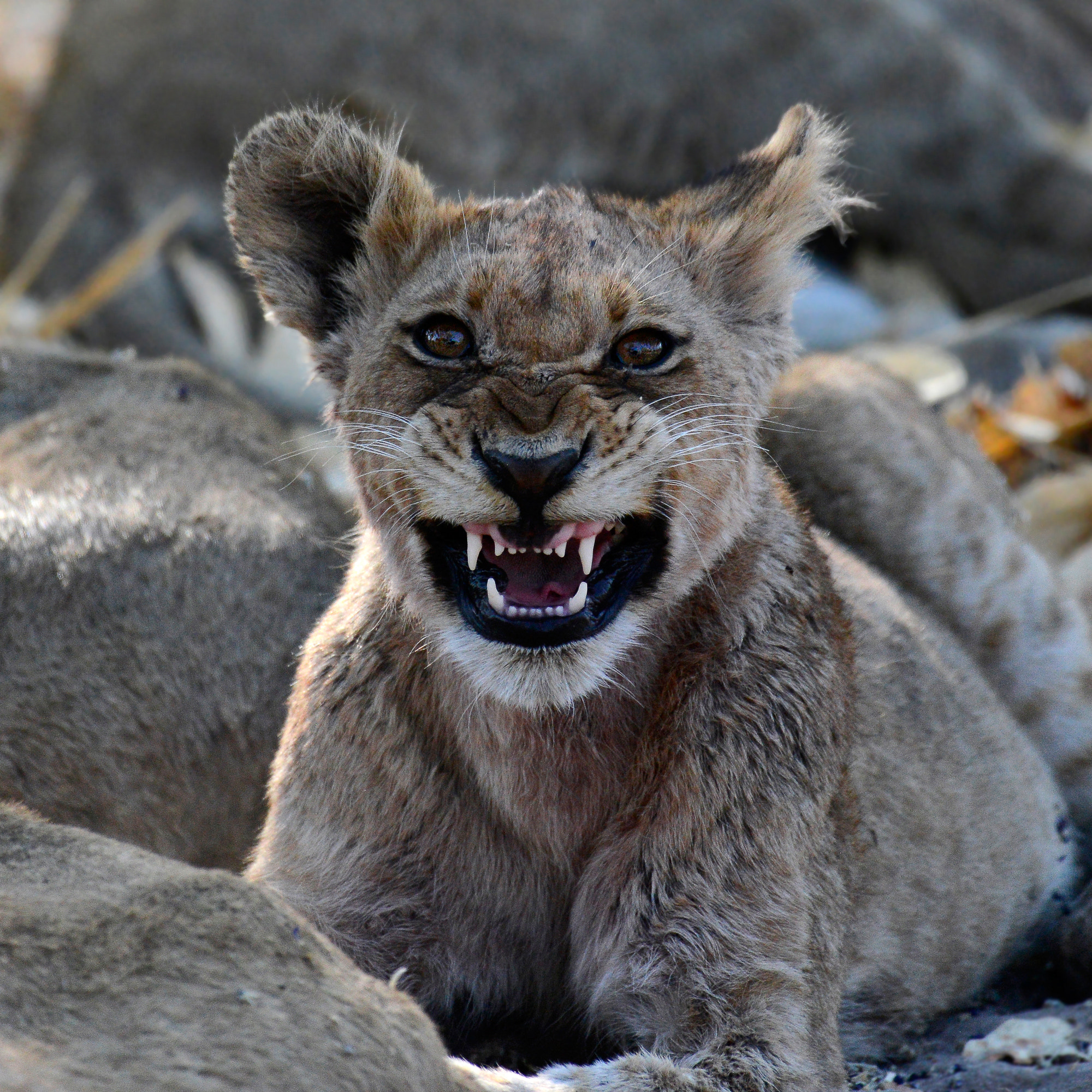 Nikon AF-S Nikkor 200-500mm F5.6E ED VR sample photo. One day i will roar photography