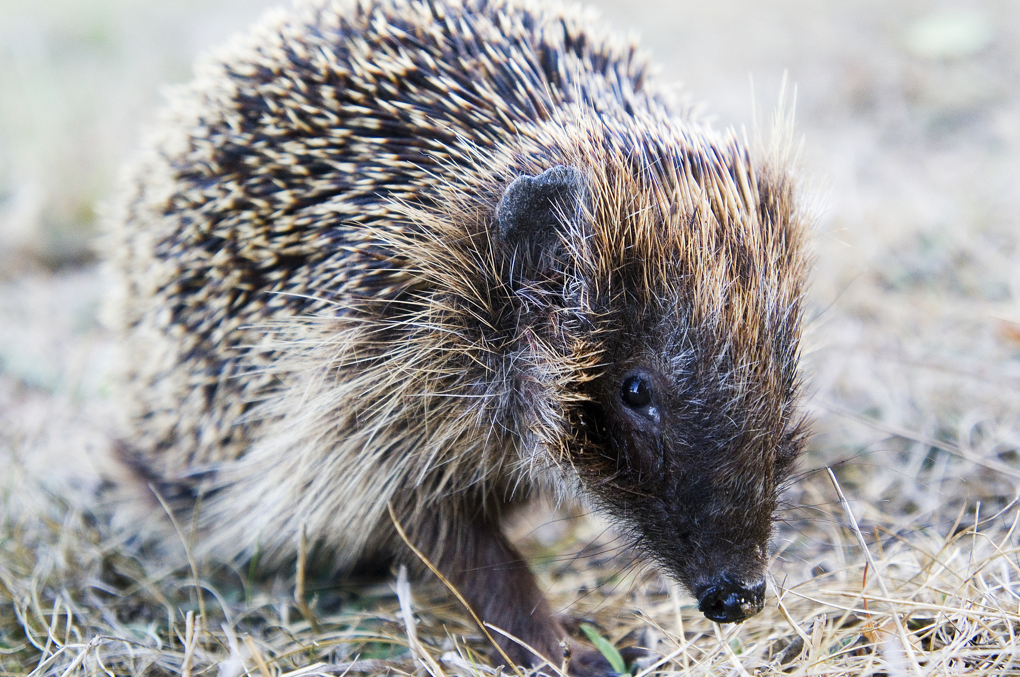 Sony Alpha NEX-5R + Sony E 18-55mm F3.5-5.6 OSS sample photo. Sonic the hedgehog photography