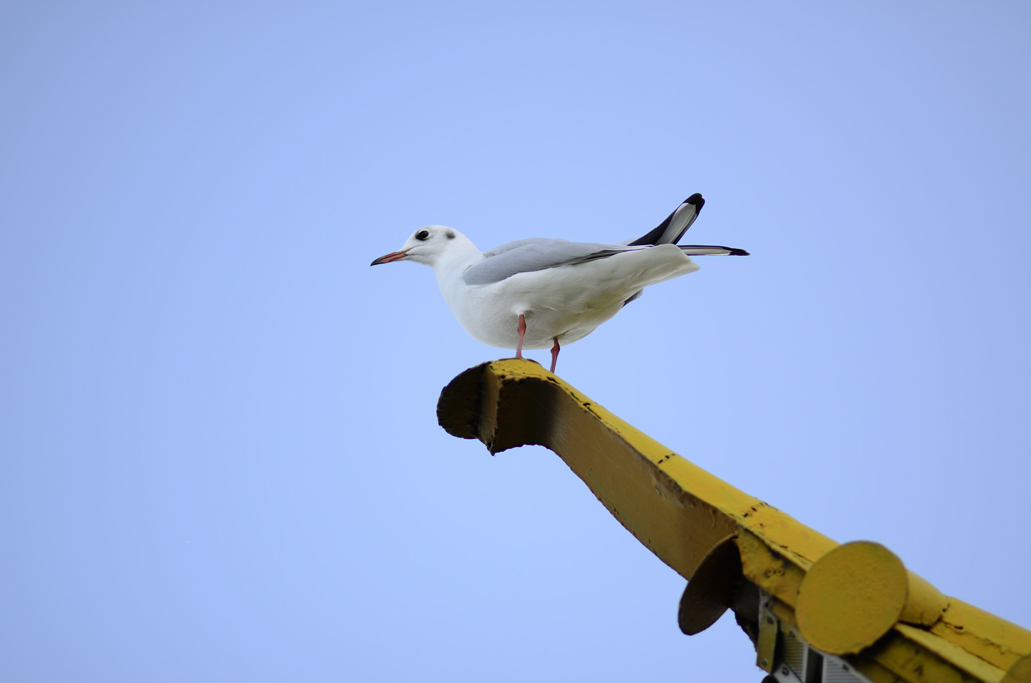 Nikon D7000 + Nikon AF-S Nikkor 85mm F1.8G sample photo. Gull on the eaves photography