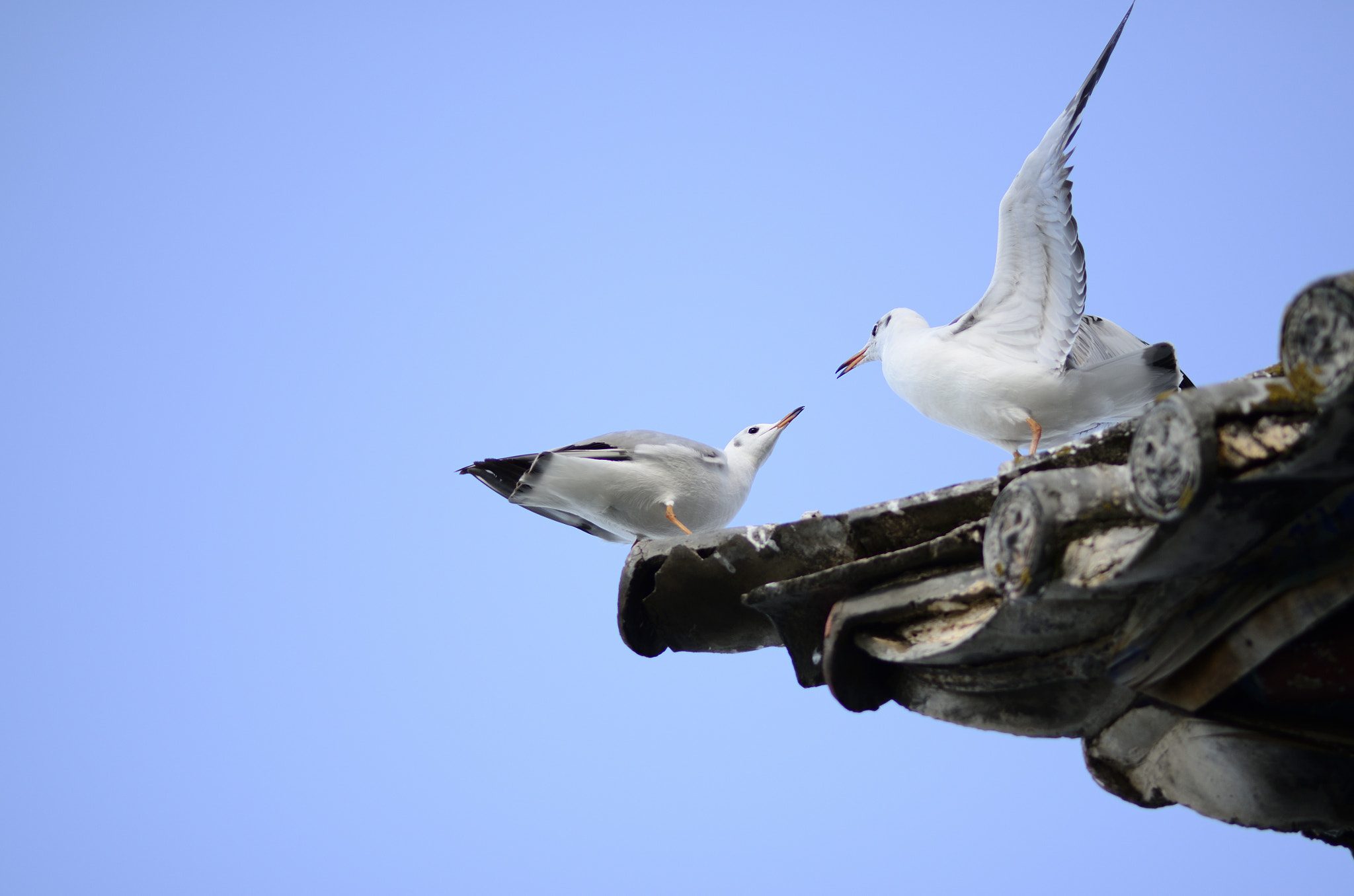 Nikon D7000 + Nikon AF-S Nikkor 85mm F1.8G sample photo. Gull talking photography