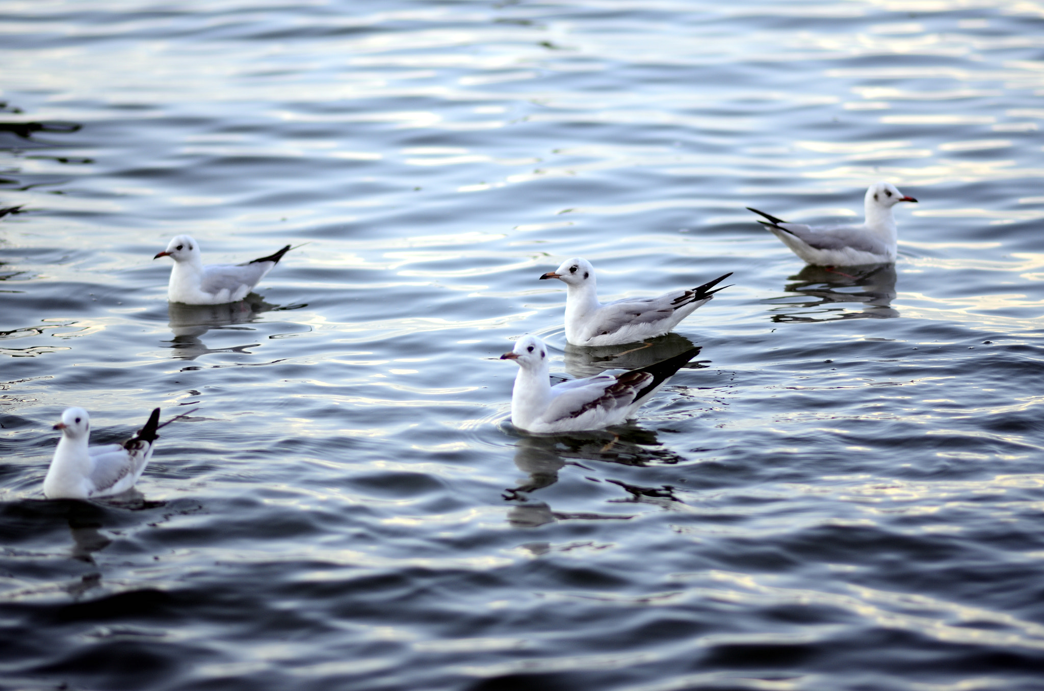 Nikon D7000 + Nikon AF-S Nikkor 85mm F1.8G sample photo. Gulls on the lake photography