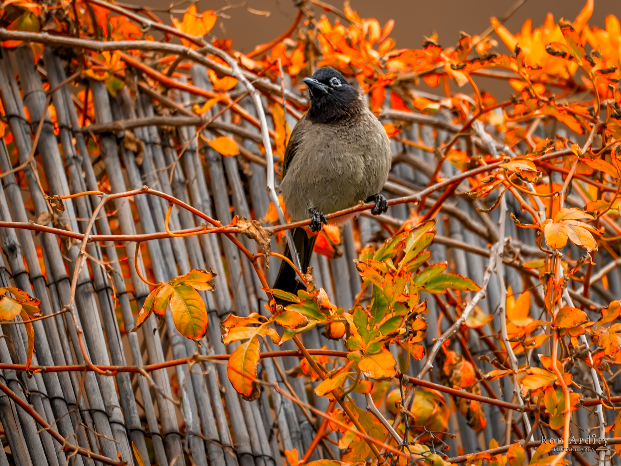 Canon EF-S 55-250mm F4-5.6 IS STM sample photo. White-spectacled bulbul photography