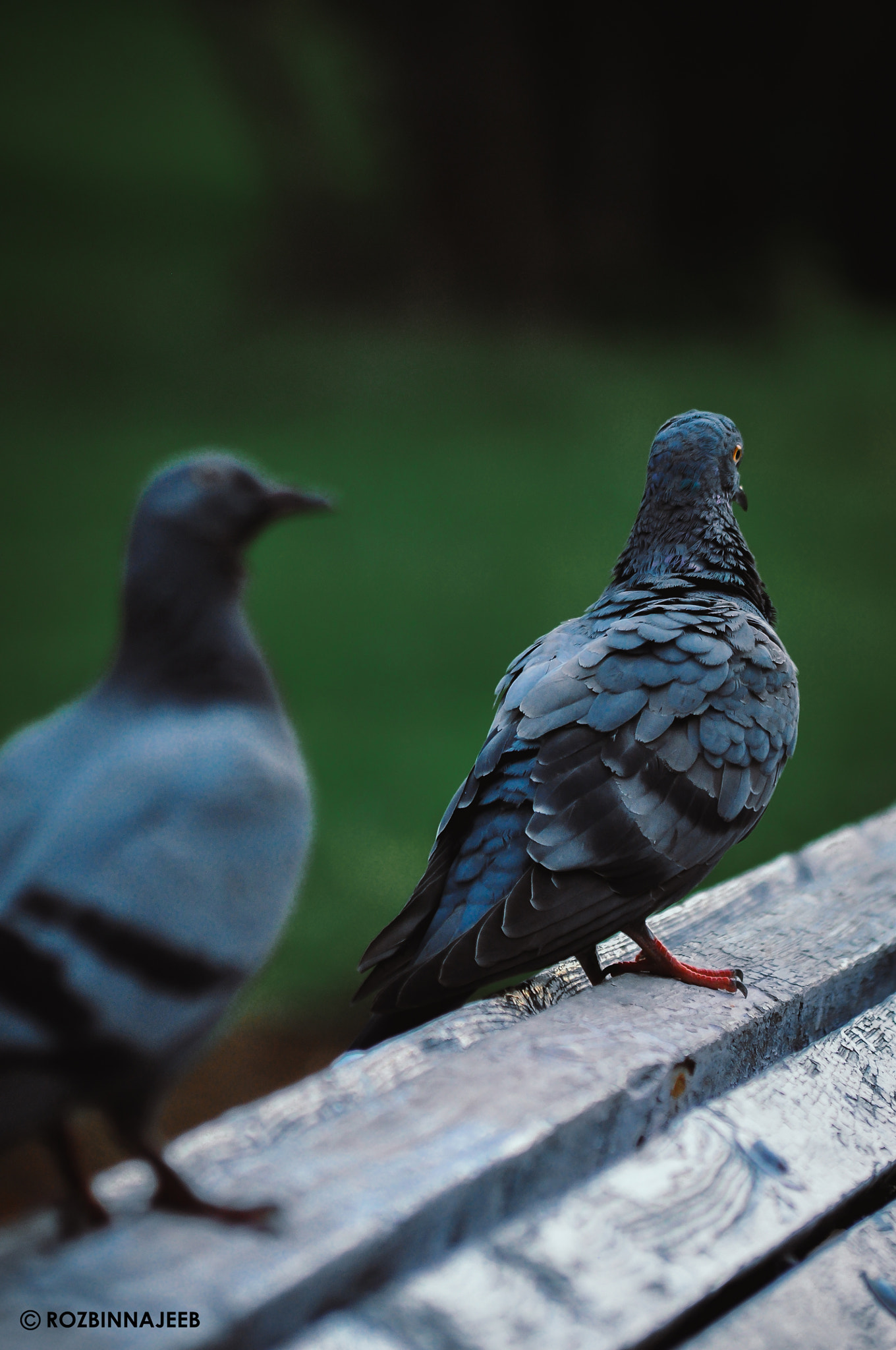 Nikon D90 sample photo. Pigeons photography