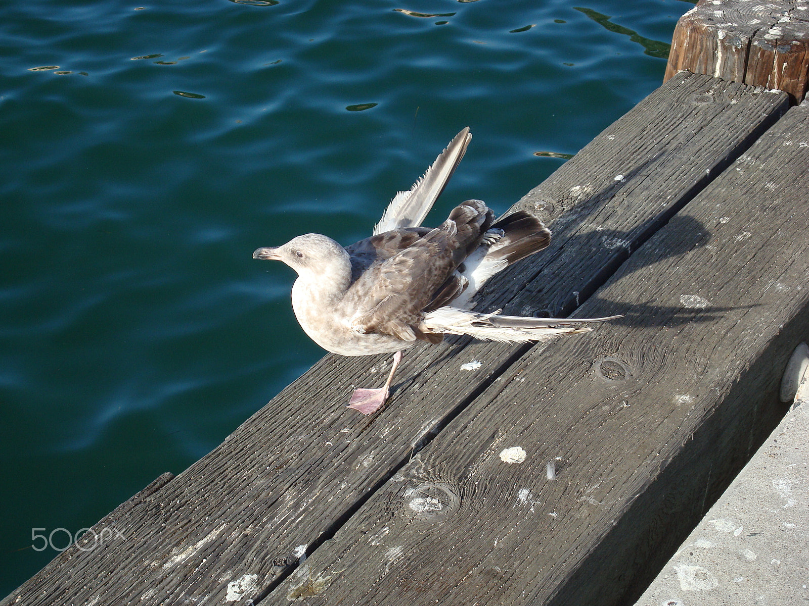 Sony DSC-W80 sample photo. Seagull photography